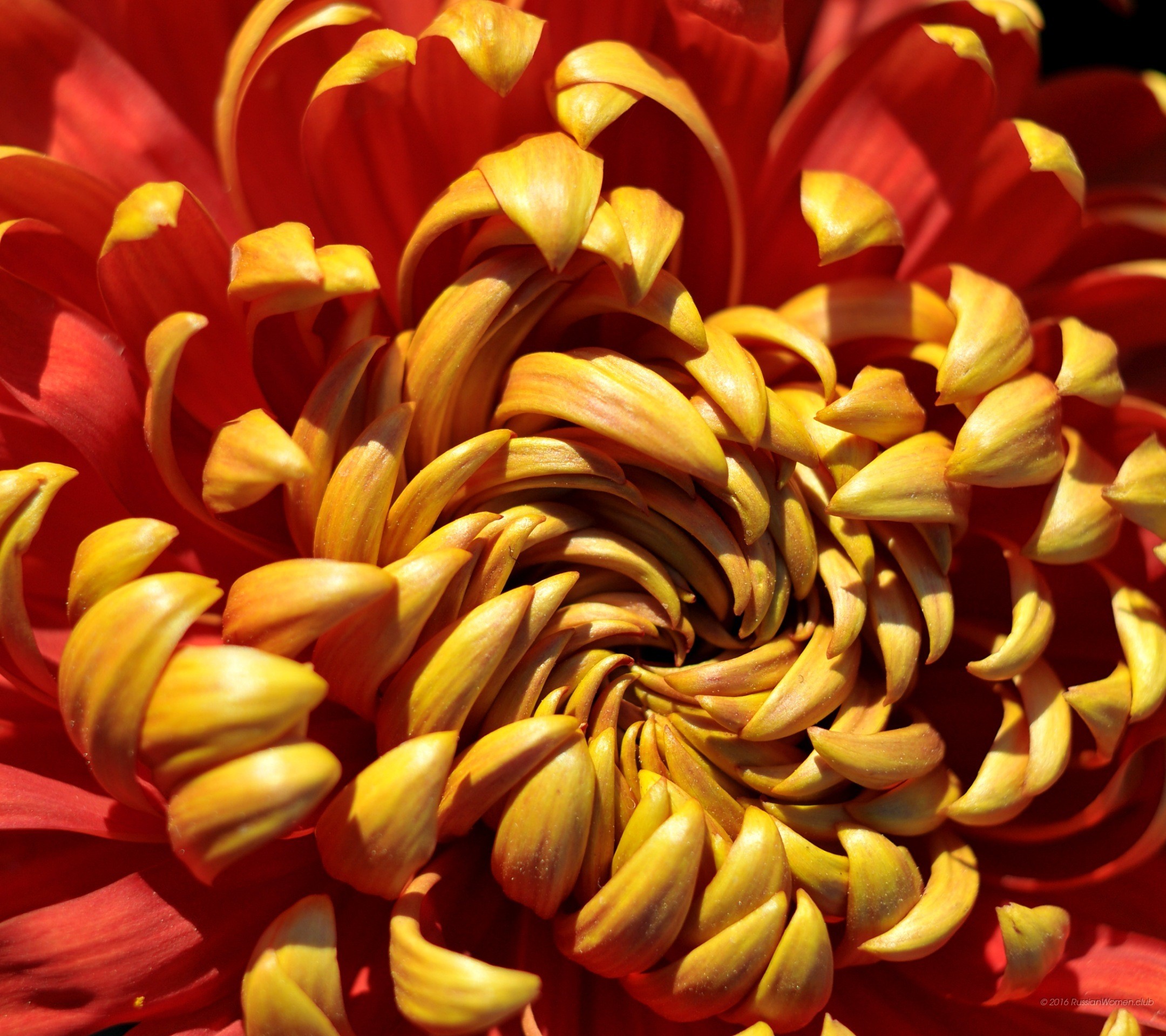 Crisantemo, Fiore, Macro, Rosso e giallo, schermata Home Asus Zenfone 3