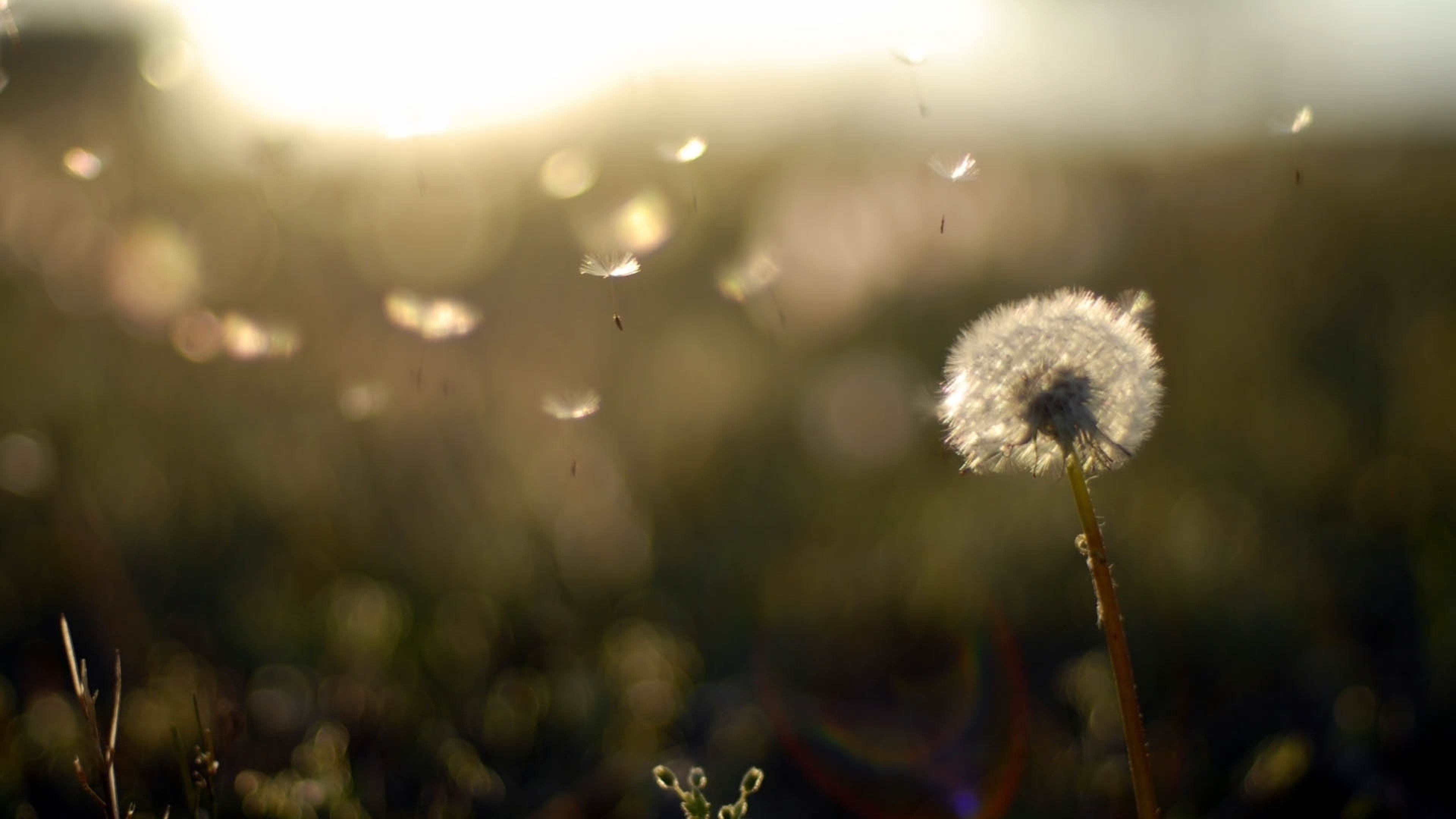 Soffione, Tarassaco, Prato, Profondità di campo, Controluce, 4K, sfondo per portatile