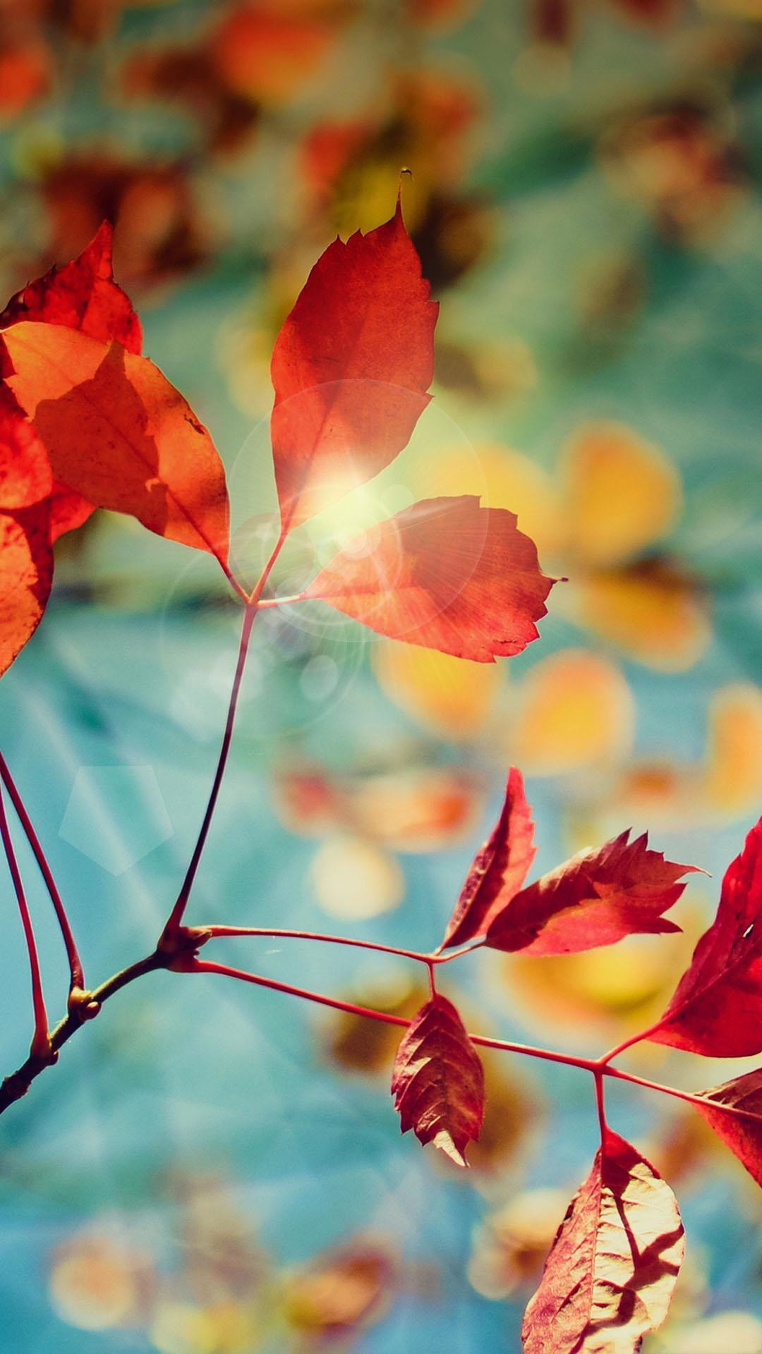 Foglie rosse, Autunno, Cielo azzurro, wallpaper per iPhone e Android