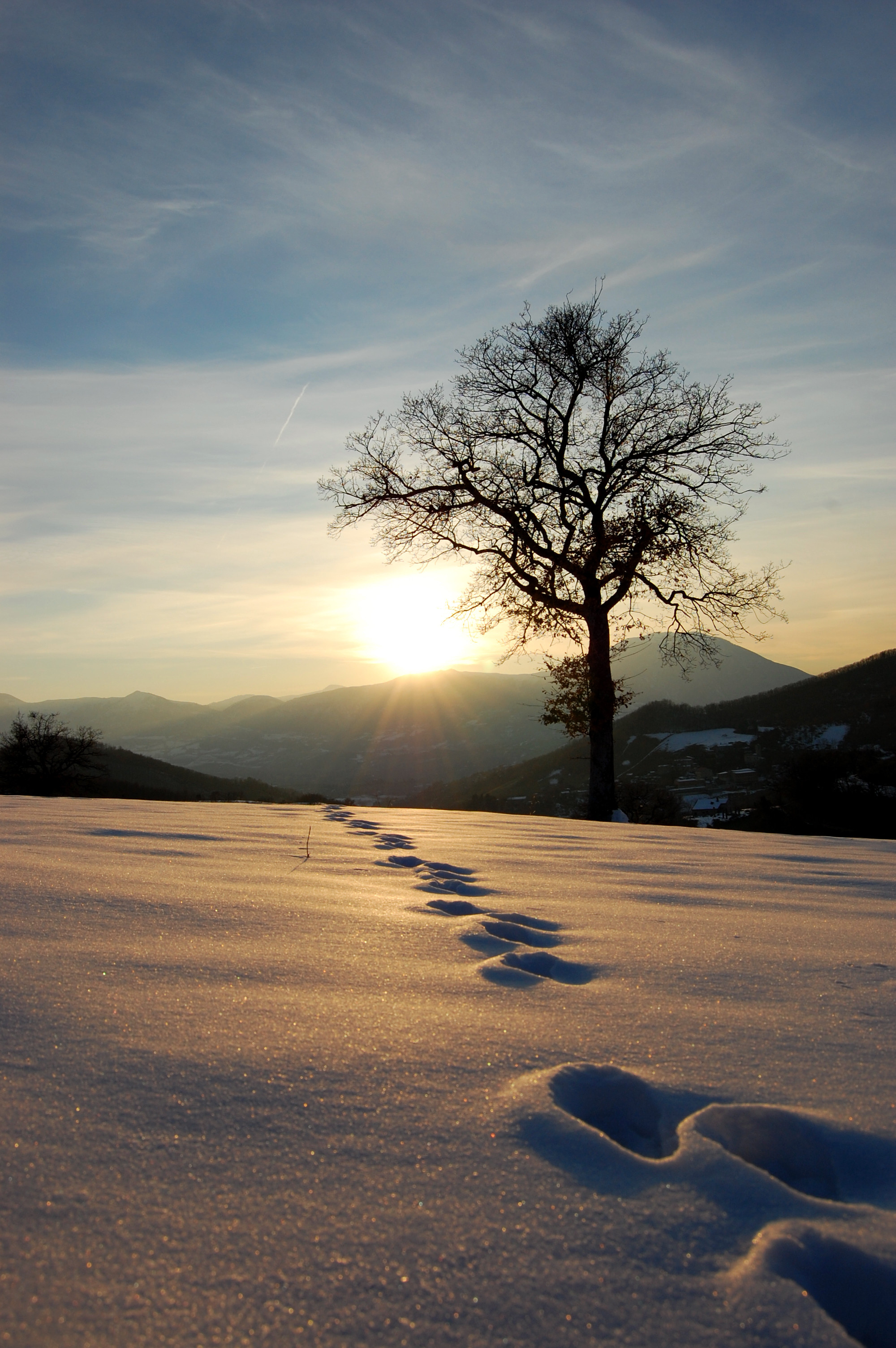Albero solitario, Neve, Impronte, Tramonto, Inverno, QHD+, sfondo per iPhone e Android