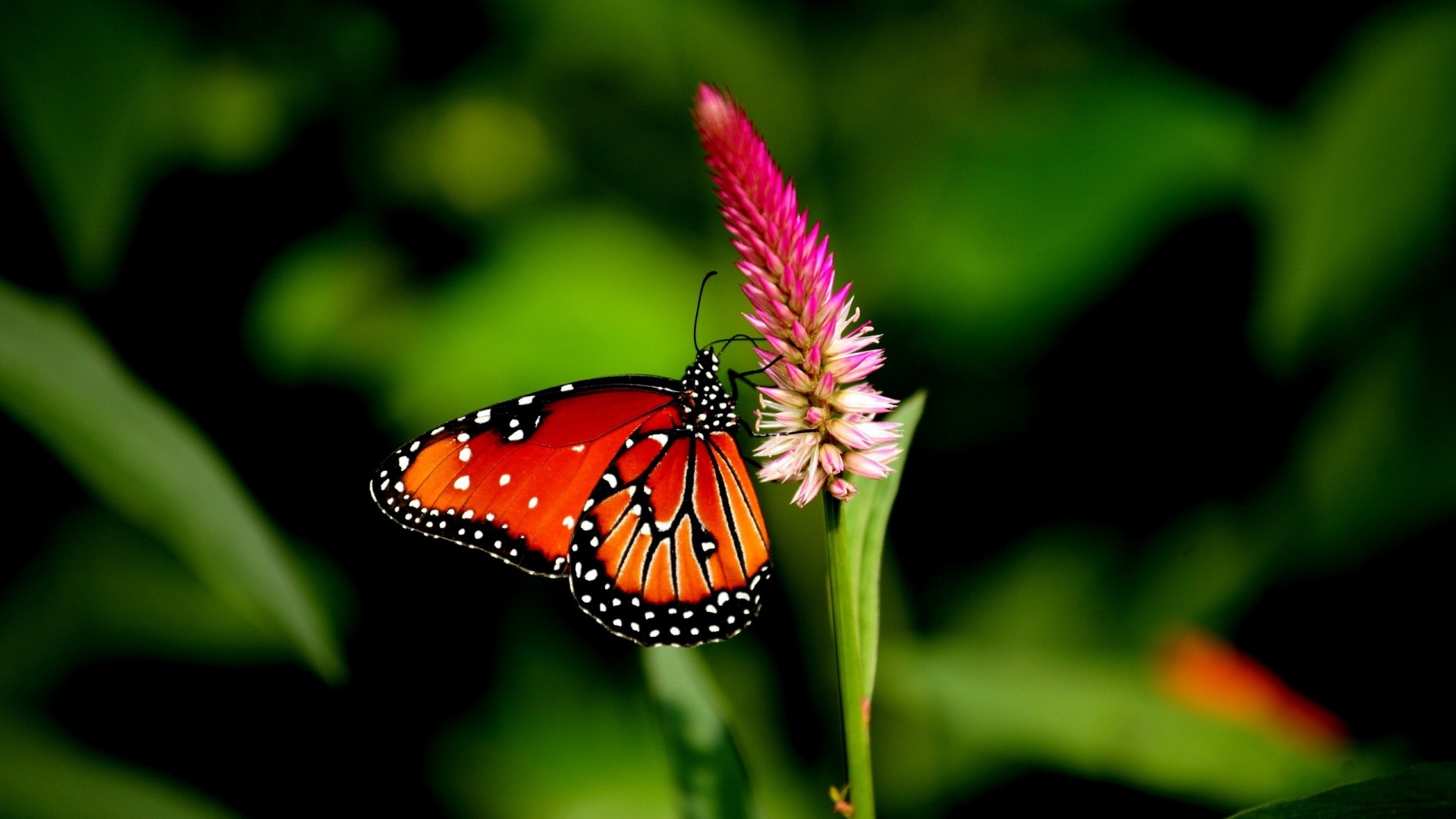 Danaus chrysippus, Farfalla, Celosia, Verde, Full HD, sfondo per portatile