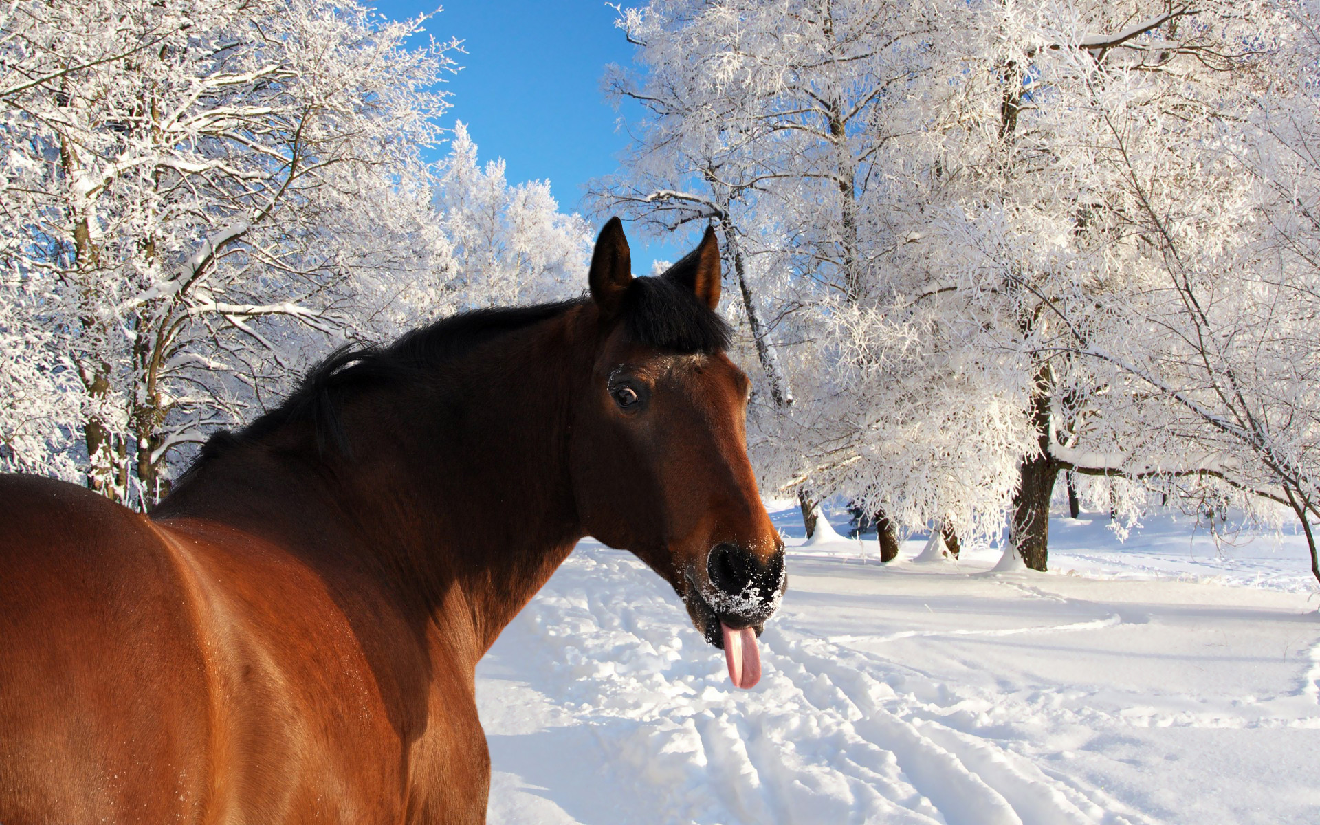 Cavallo baio, Neve, Lingua fuori, Inverno, 16:10 Full HD, wallpaper widescreen