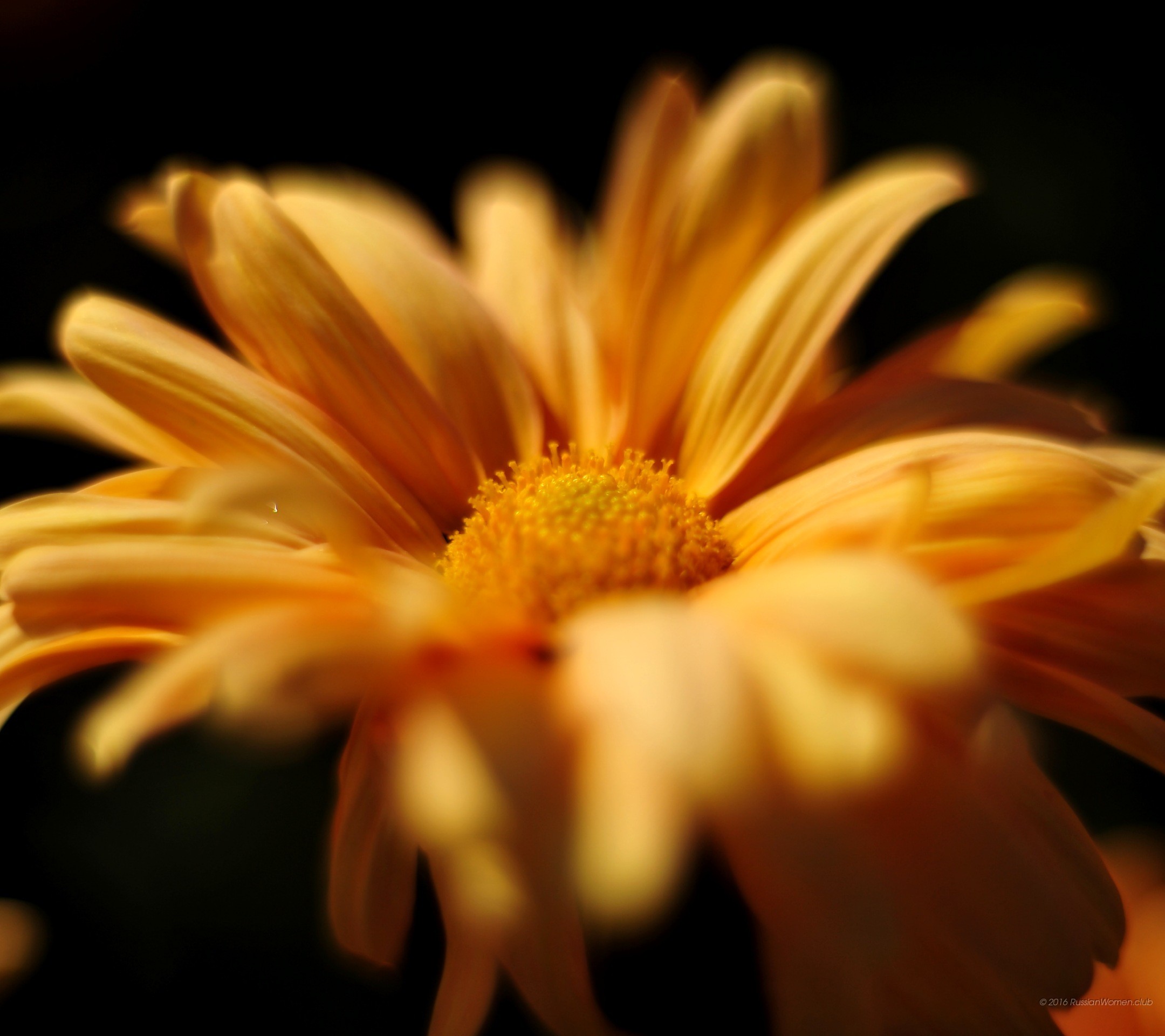 Margherita, Fiore arancione, Macro, Sfondo nero, Full HD, schermata di blocco Asus Zenfone 3