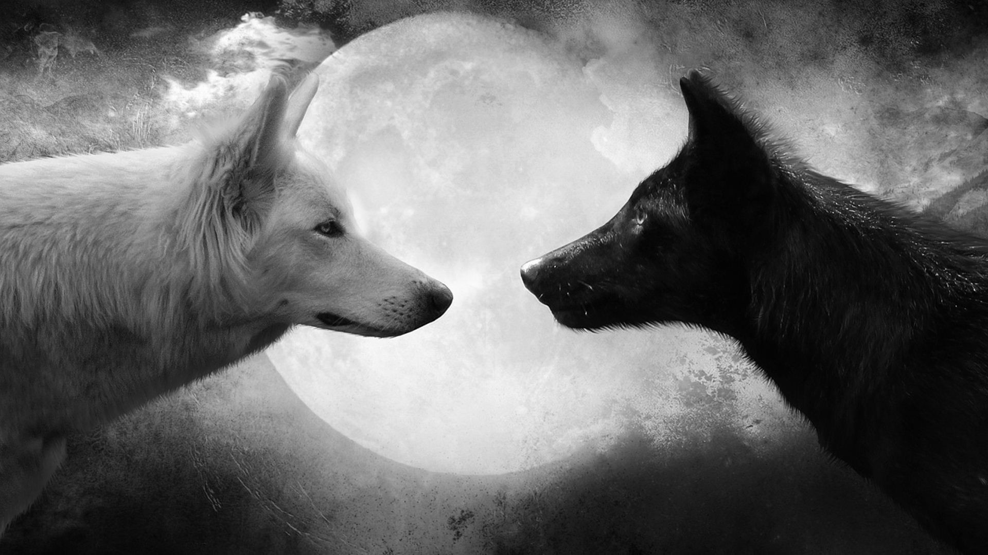 Lupo bianco, Lupo nero, Luna piena, Bianco e nero, Full HD, sfondo per PC