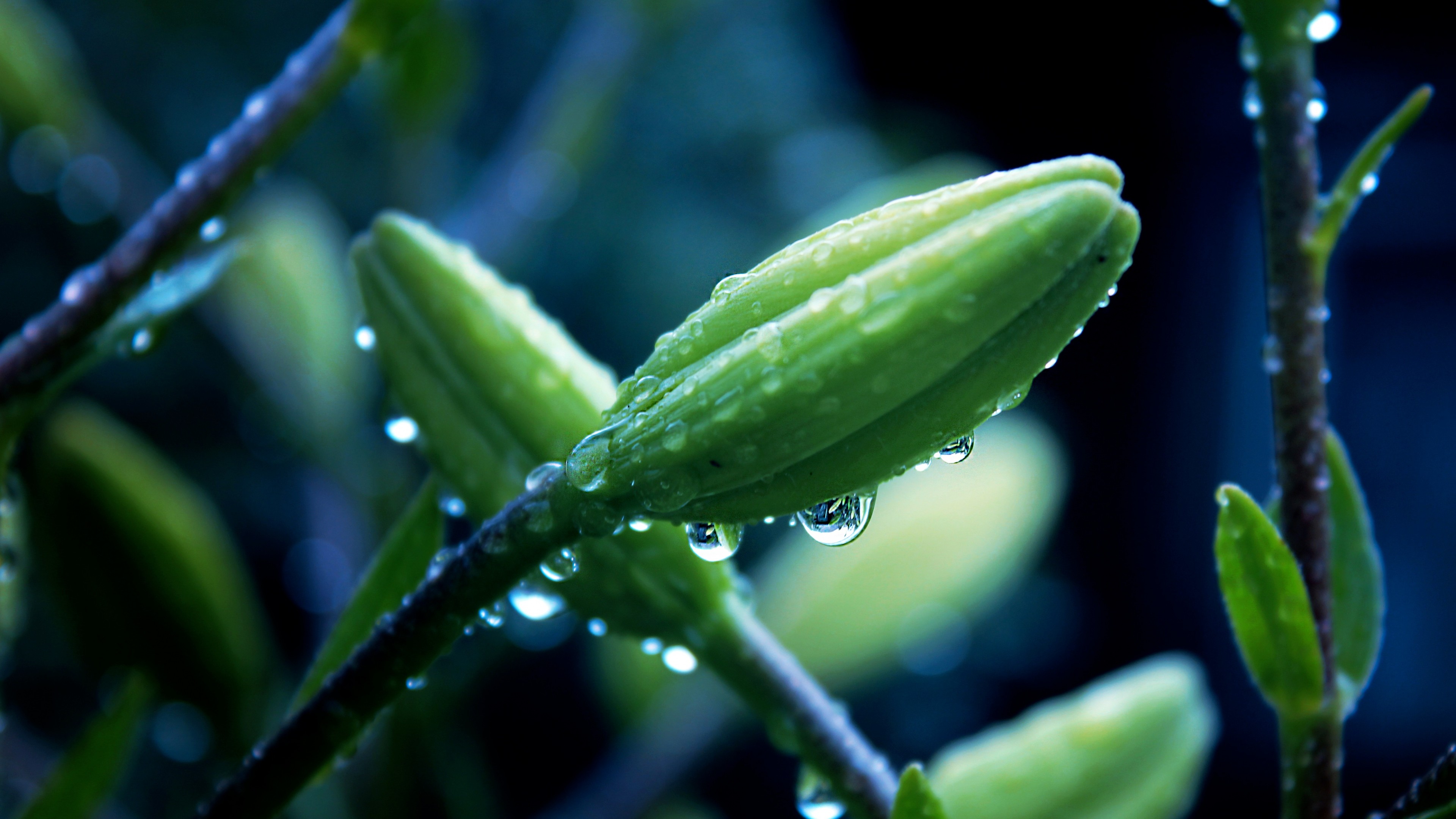 Boccioli, Gocce d'acqua, Macro, Verde, 16:9 4K, sfondo widescreen