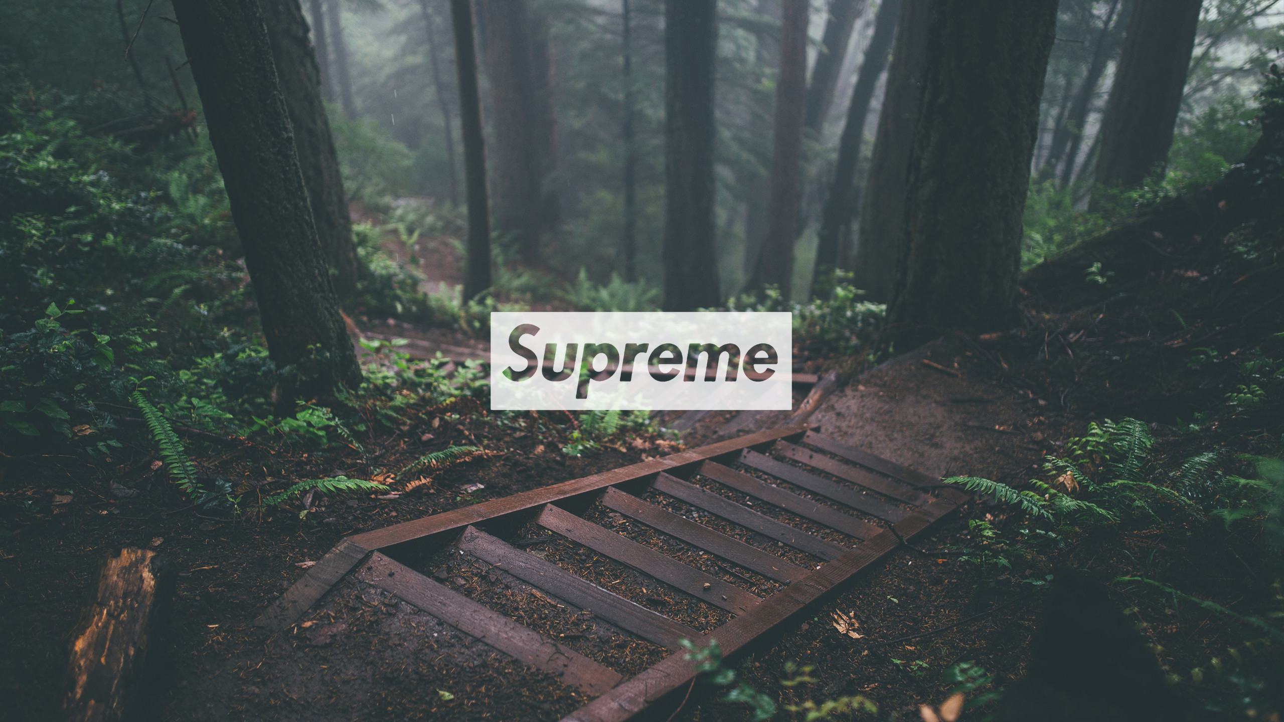 Logo Supreme, Foresta, Scale di legno, Nebbia, 16:9 2K, sfondo widescreen
