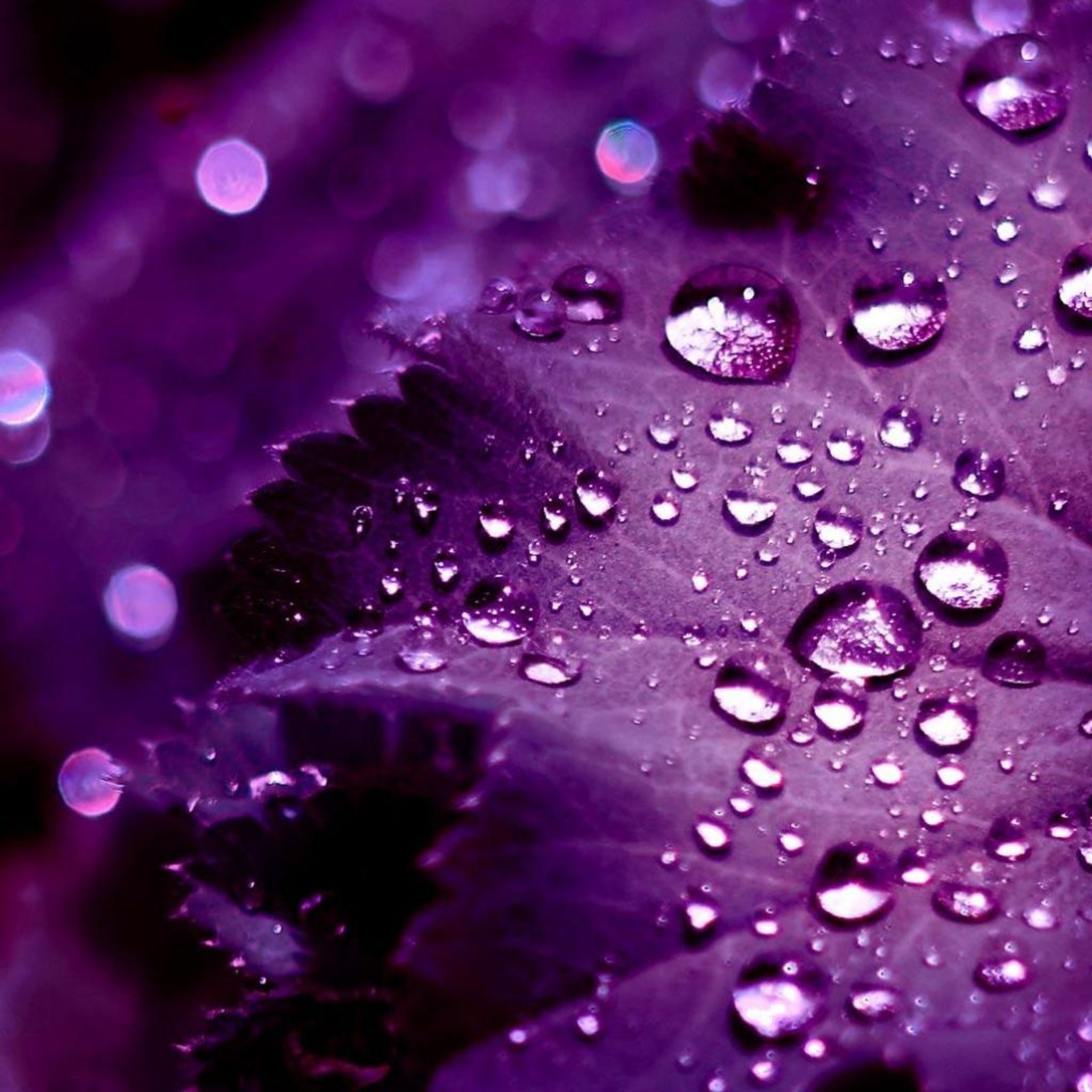 Gocce d'acqua, Foglia viola, Macro, Full HD, sfondo iPad