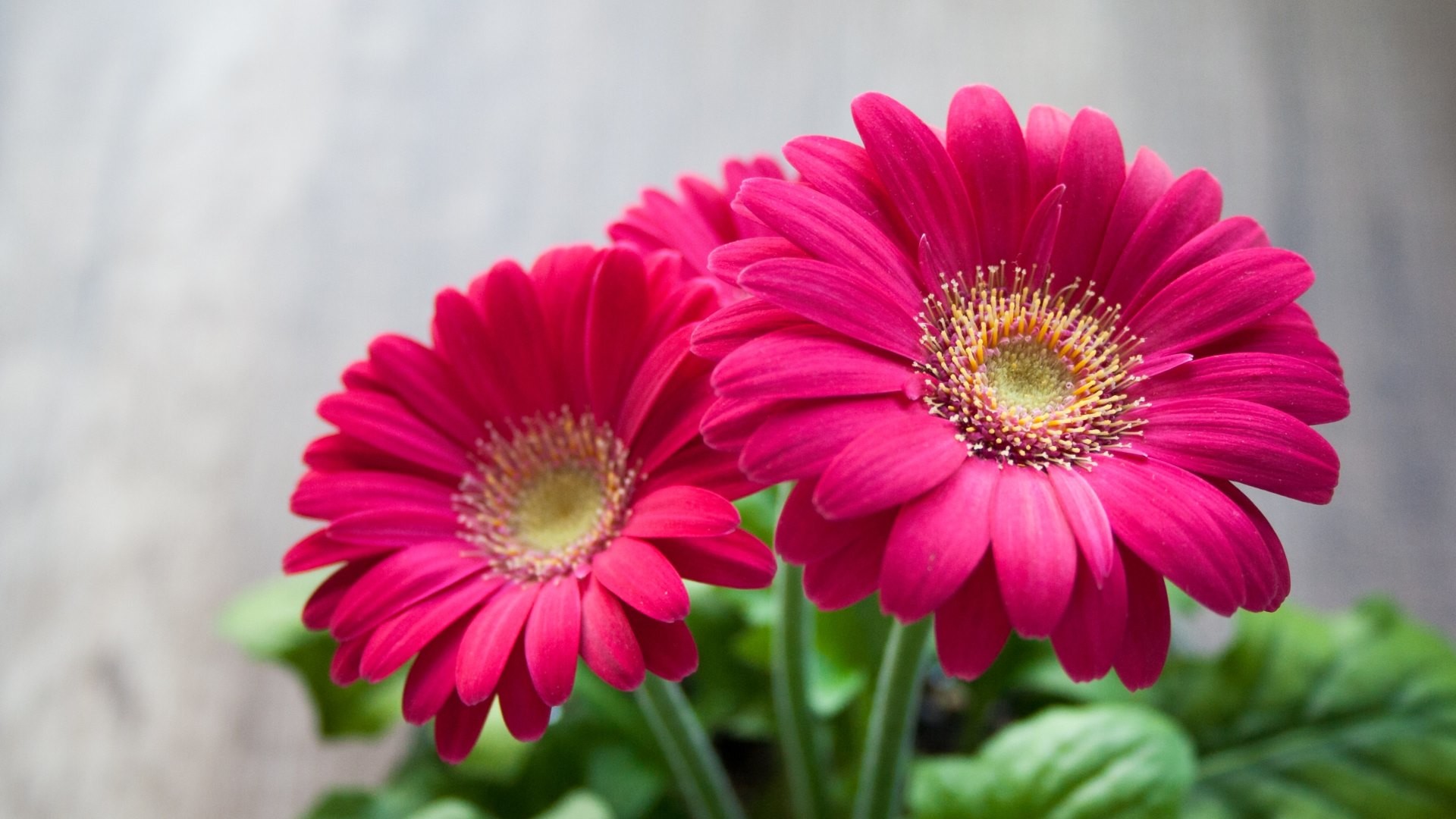 Gerbere, Fiori fucsia, Primo piano, sfondo Full HD per desktop