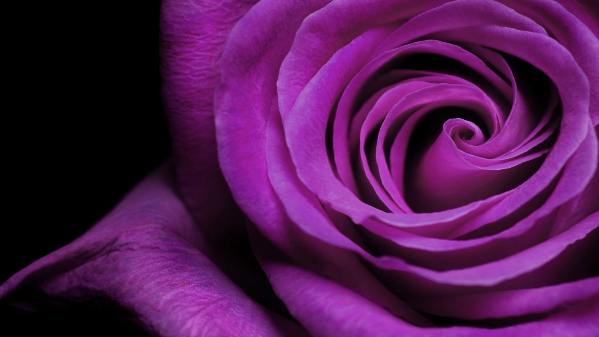 Rosa viola, Spirale di petali, Macro, Sfondo nero, Full HD, wallpaper per computer