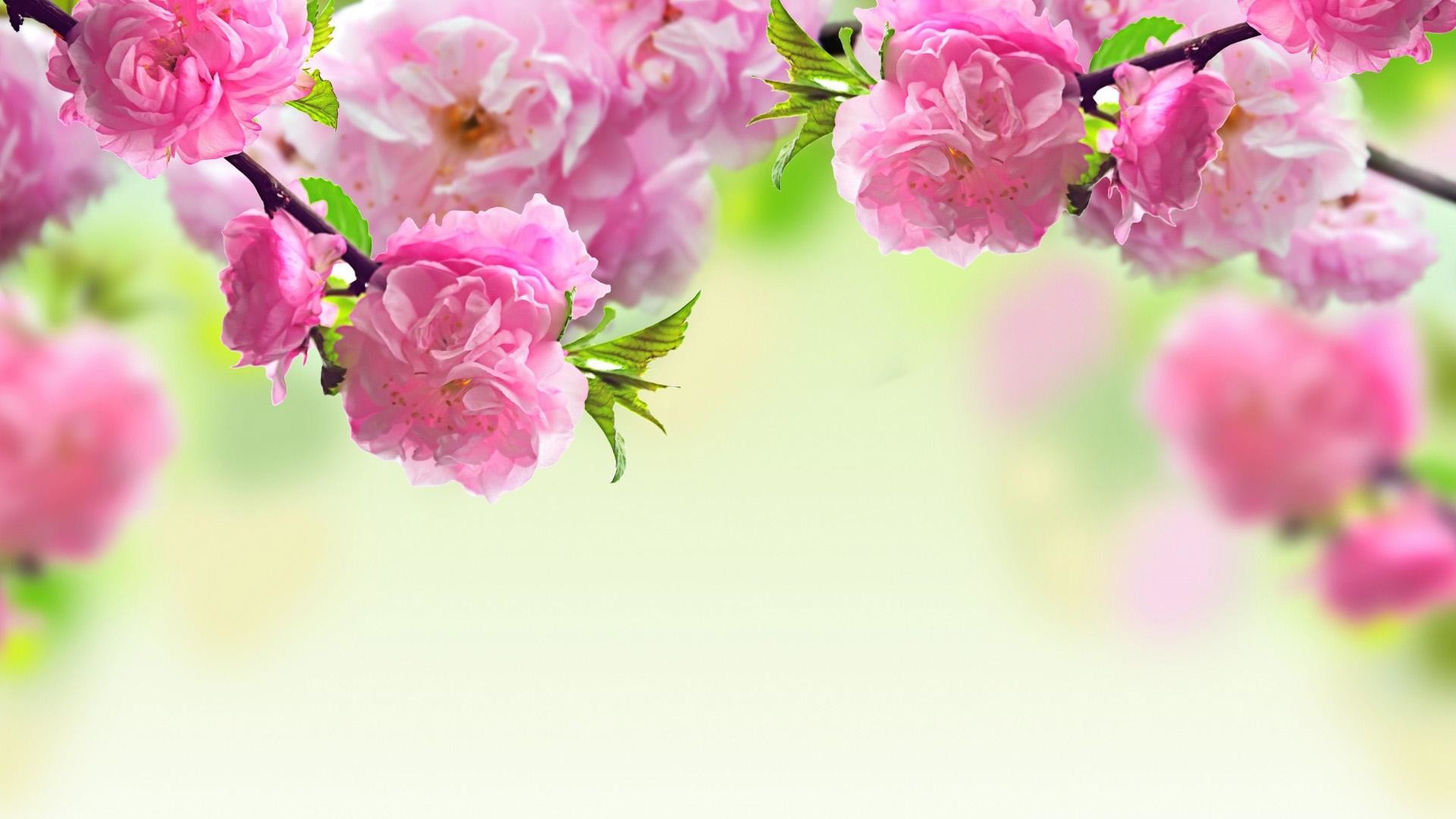 Fiori di pesco, Rosa, Bokeh, Full HD, sfondo per PC