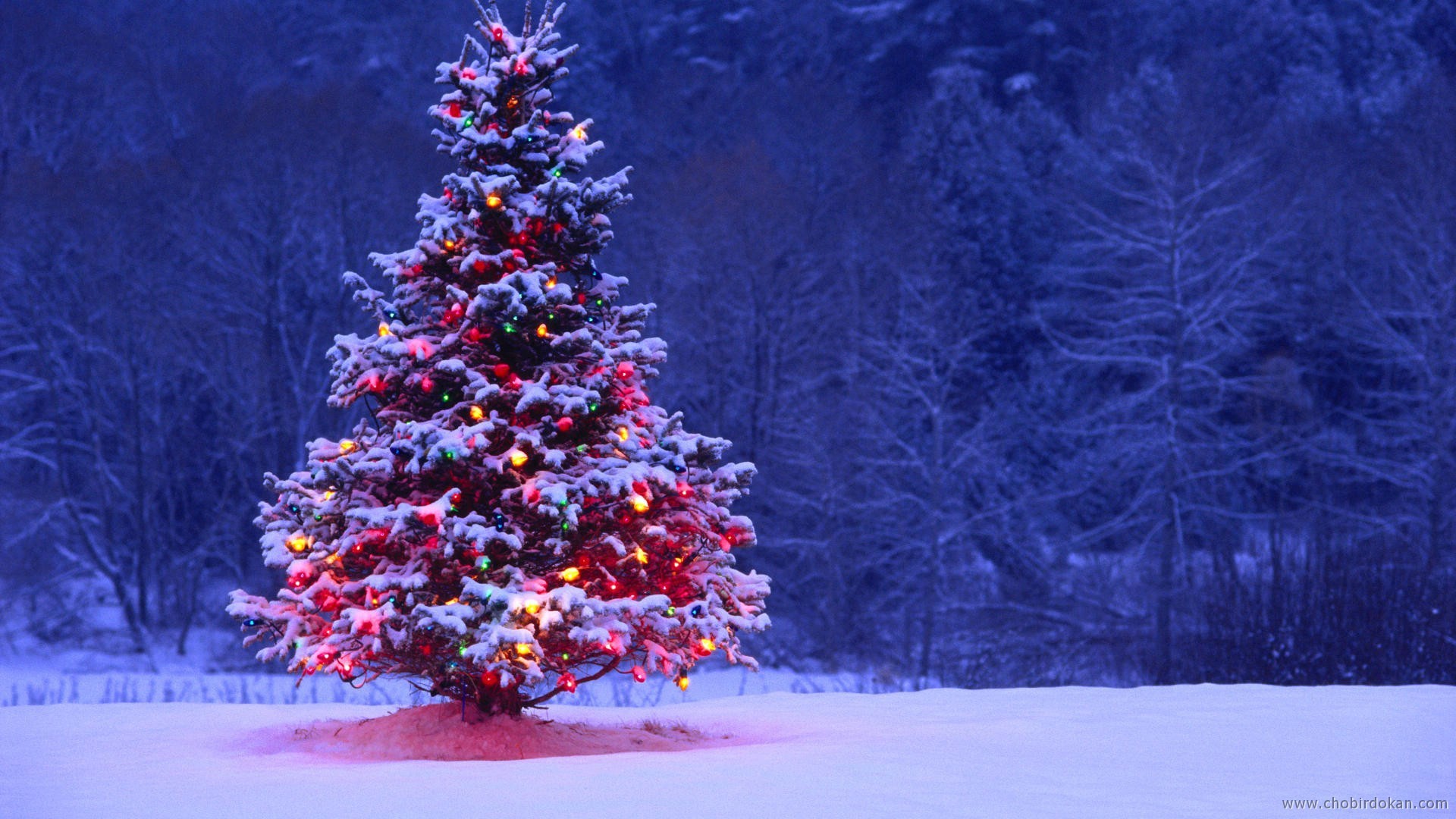 Albero di Natale, Neve, Bosco, Notte, 1920x1080, immagine di sfondo
