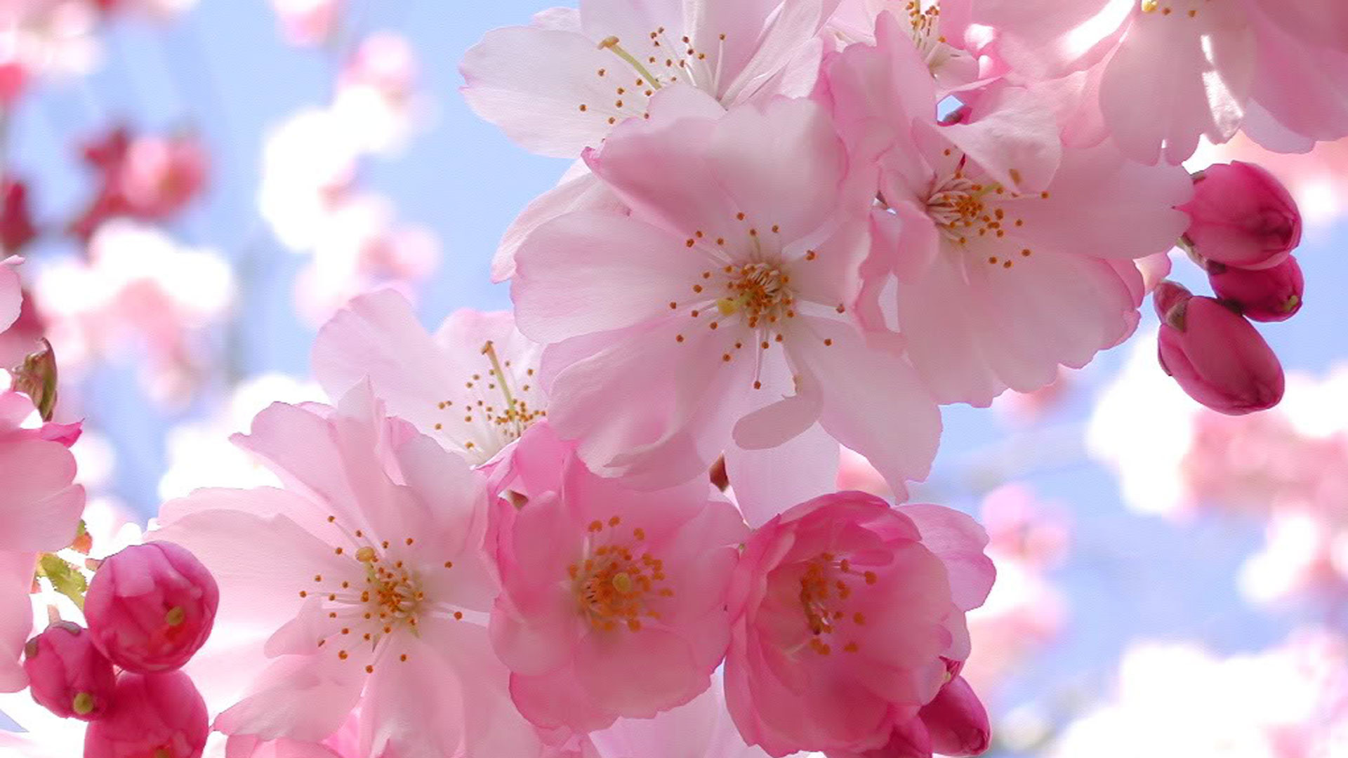 Fiori di ciliegio, Primo piano, Rosa, Cielo azzurro, Full HD, sfondo per PC e portatile