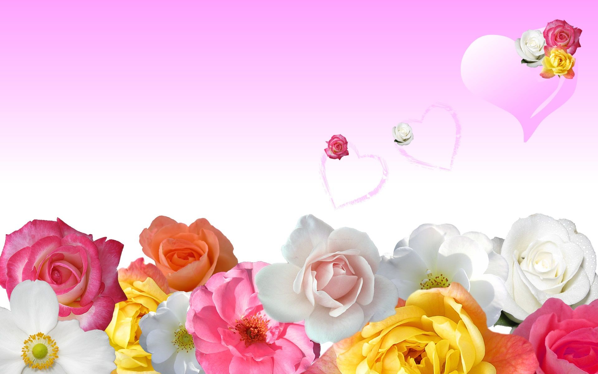 Rose colorate, Cuori, Sfondo rosa, Illustrazione, 16:10 Full HD, wallpaper widescreen