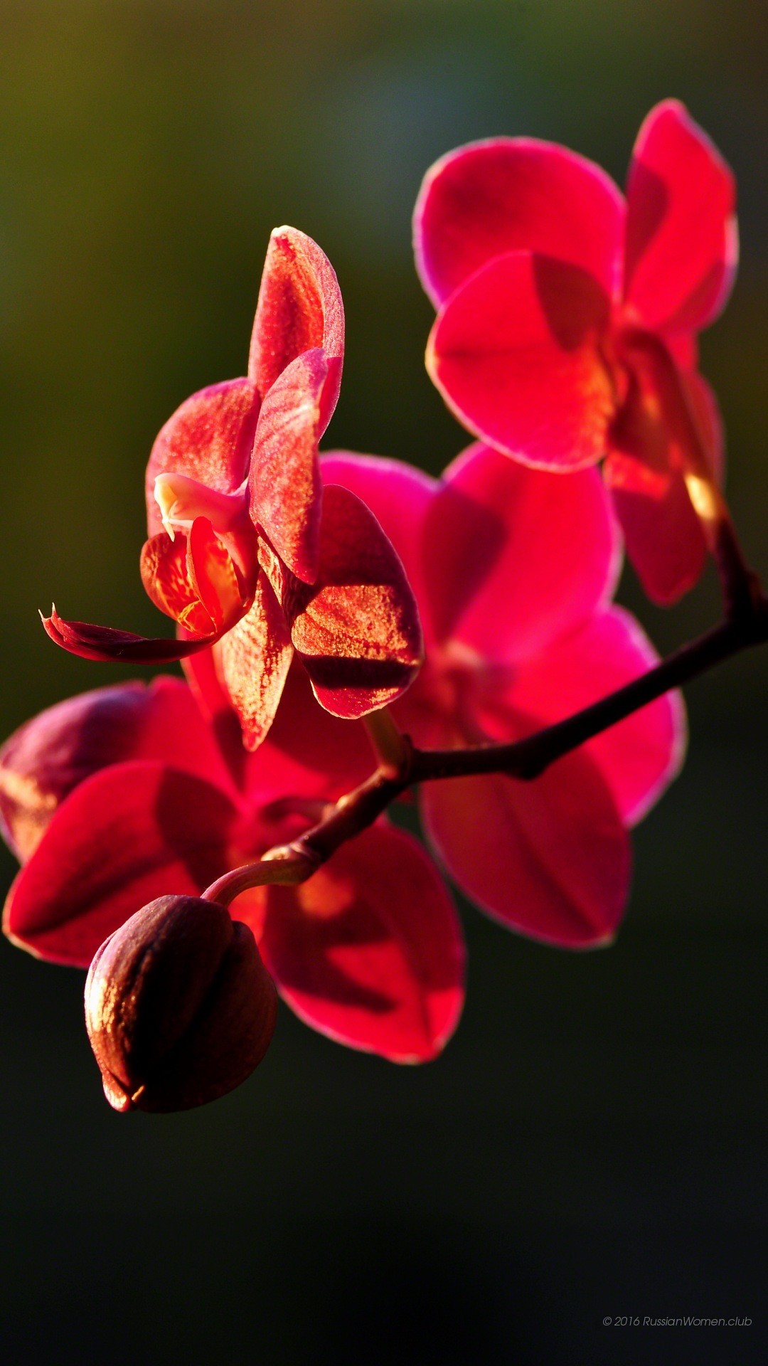 Orchidea, Fiori rossi, Macro, immagine di sfondo Huawei P9