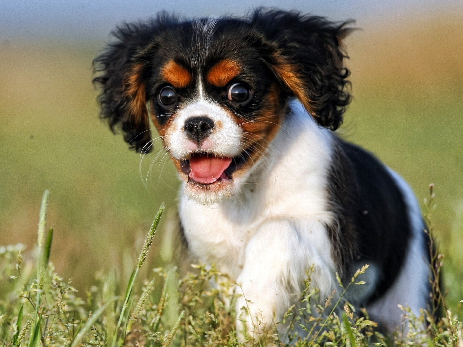 Cavalier King Charles Spaniel, Cucciolo, Prato, Full HD, wallpaper per tablet