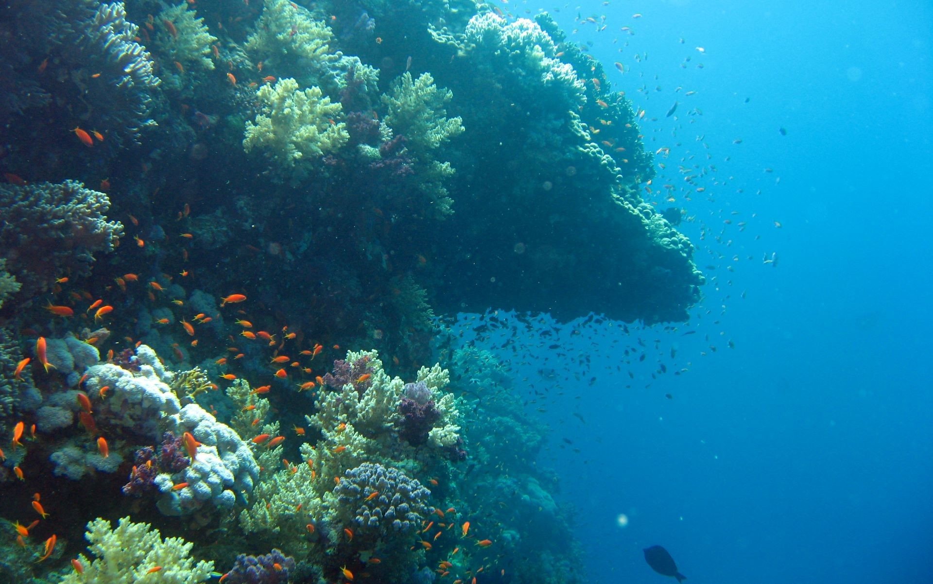 Barriera corallina, Pesci, Oceano, Blu, 1920x1202, sfondo MacBook Pro