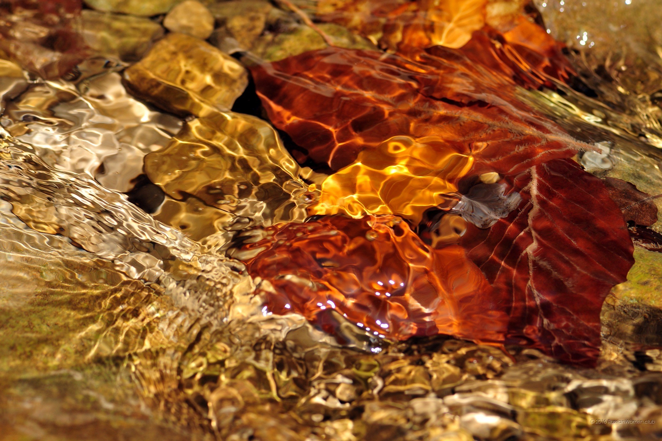 Acqua, Foglia, Ciottoli, Macro, Autunno, wallpaper per tablet