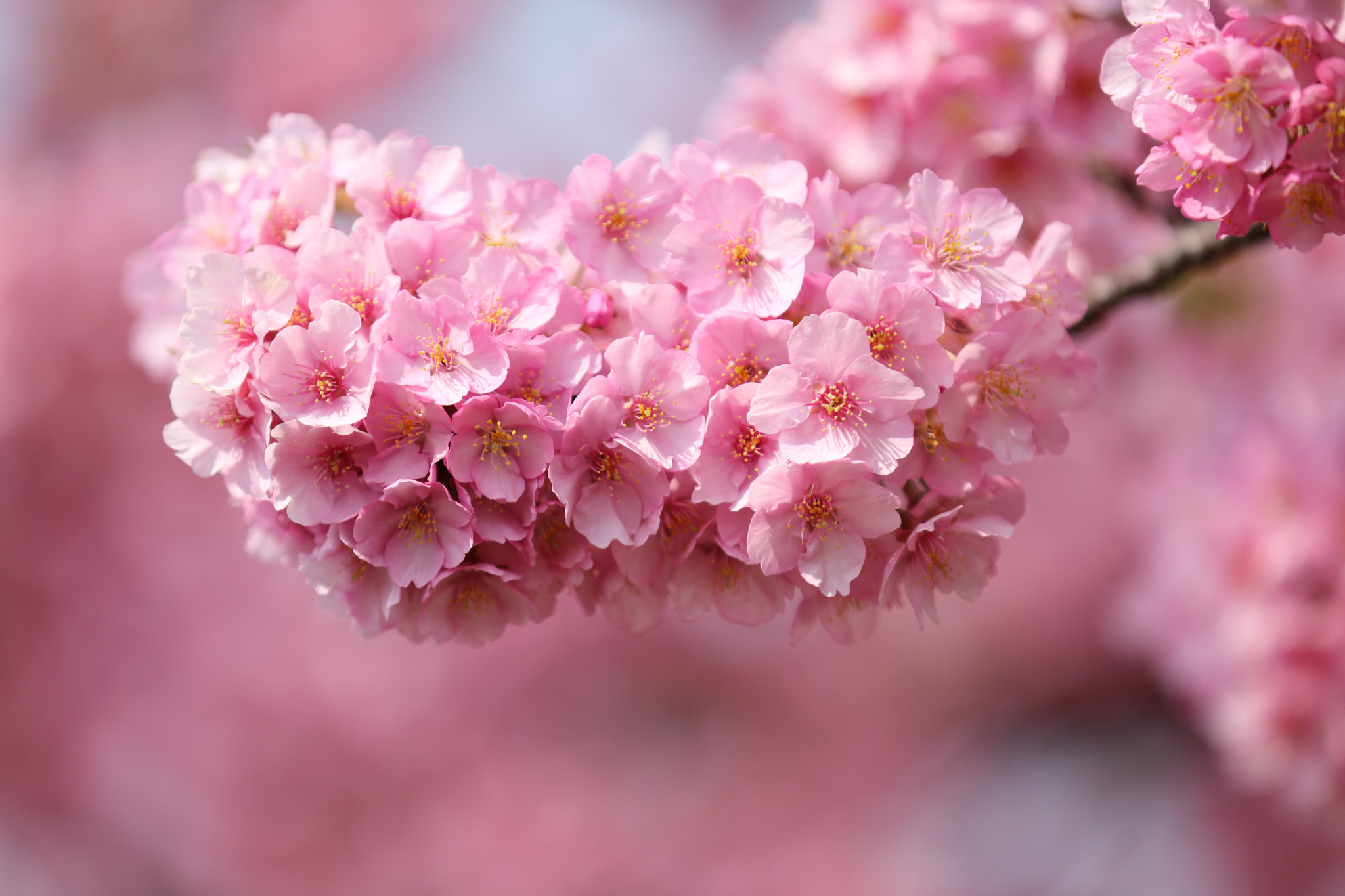 Fiori di ciliegio, Grappolo, Rosa, Bokeh, Full HD, sfondo Windows 11