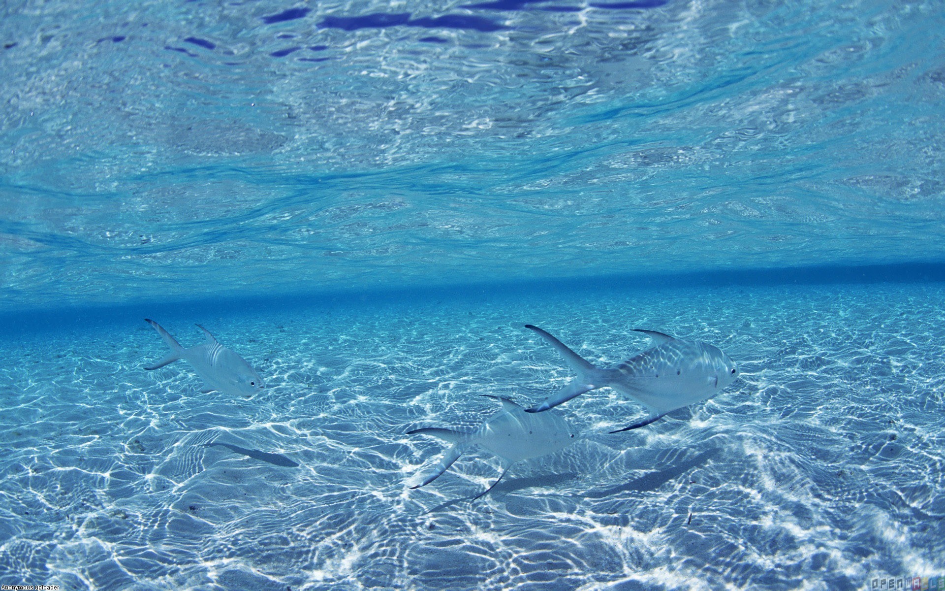Fondale sabbioso, Sott'acqua, Razze, Acqua cristallina, 16:10 Full HD, sfondo widescreen