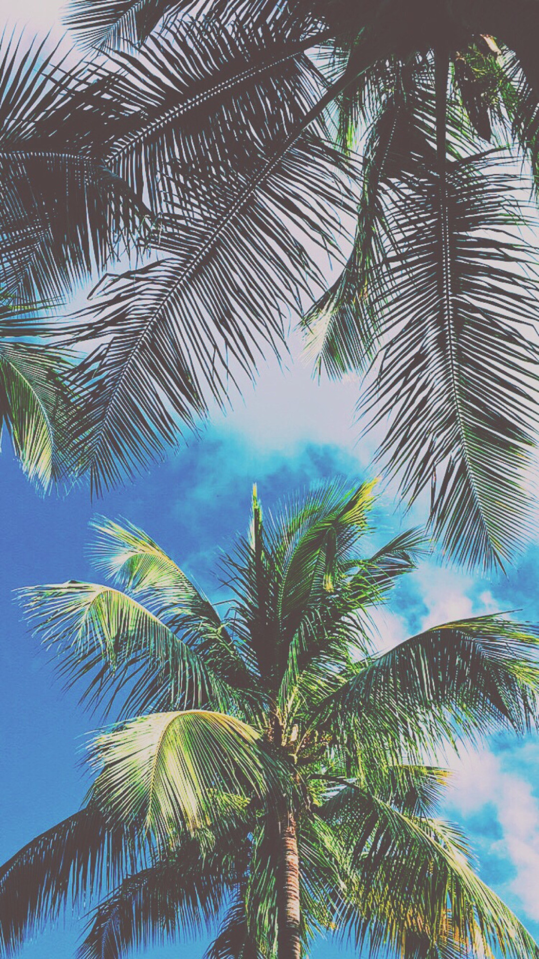 Palme, Cielo azzurro, Tropicale, sfondo schermata di blocco iPhone 6
