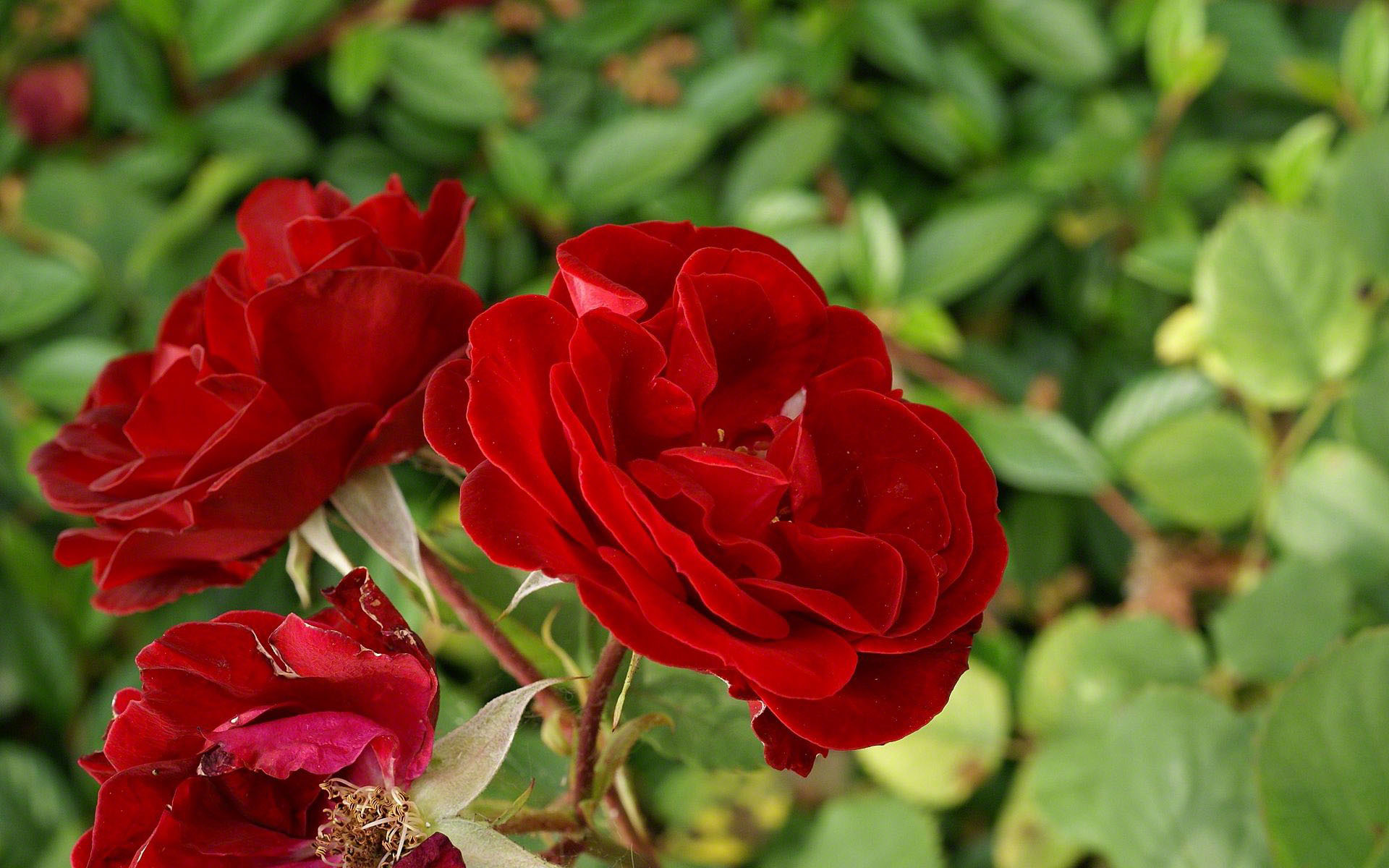 Rose rosse, Cespuglio, Foglie verdi, Giardino, Full HD, sfondo per PC e portatile