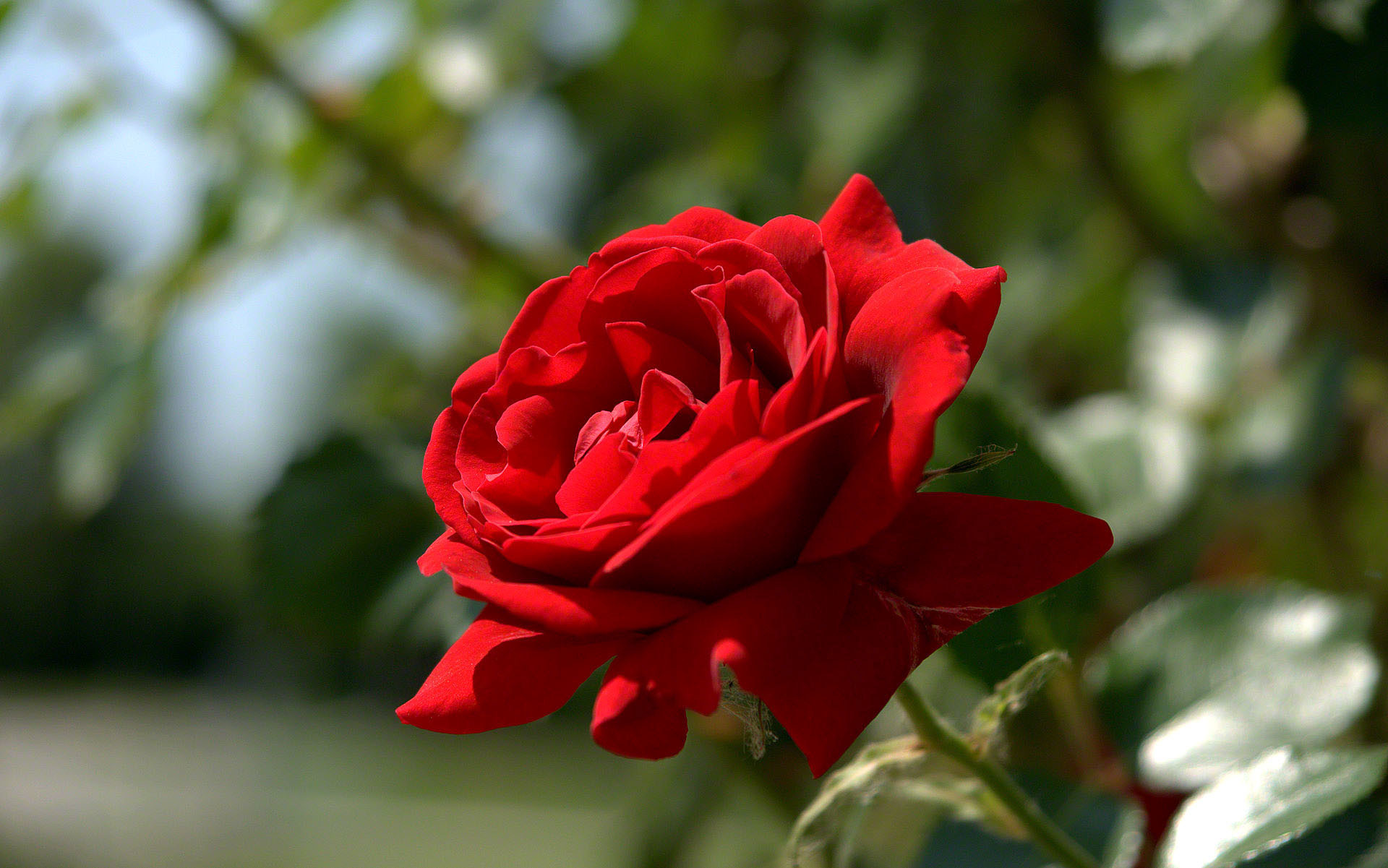 Rosa rossa, Giardino, Bokeh, Fiore, Full HD, sfondo per PC