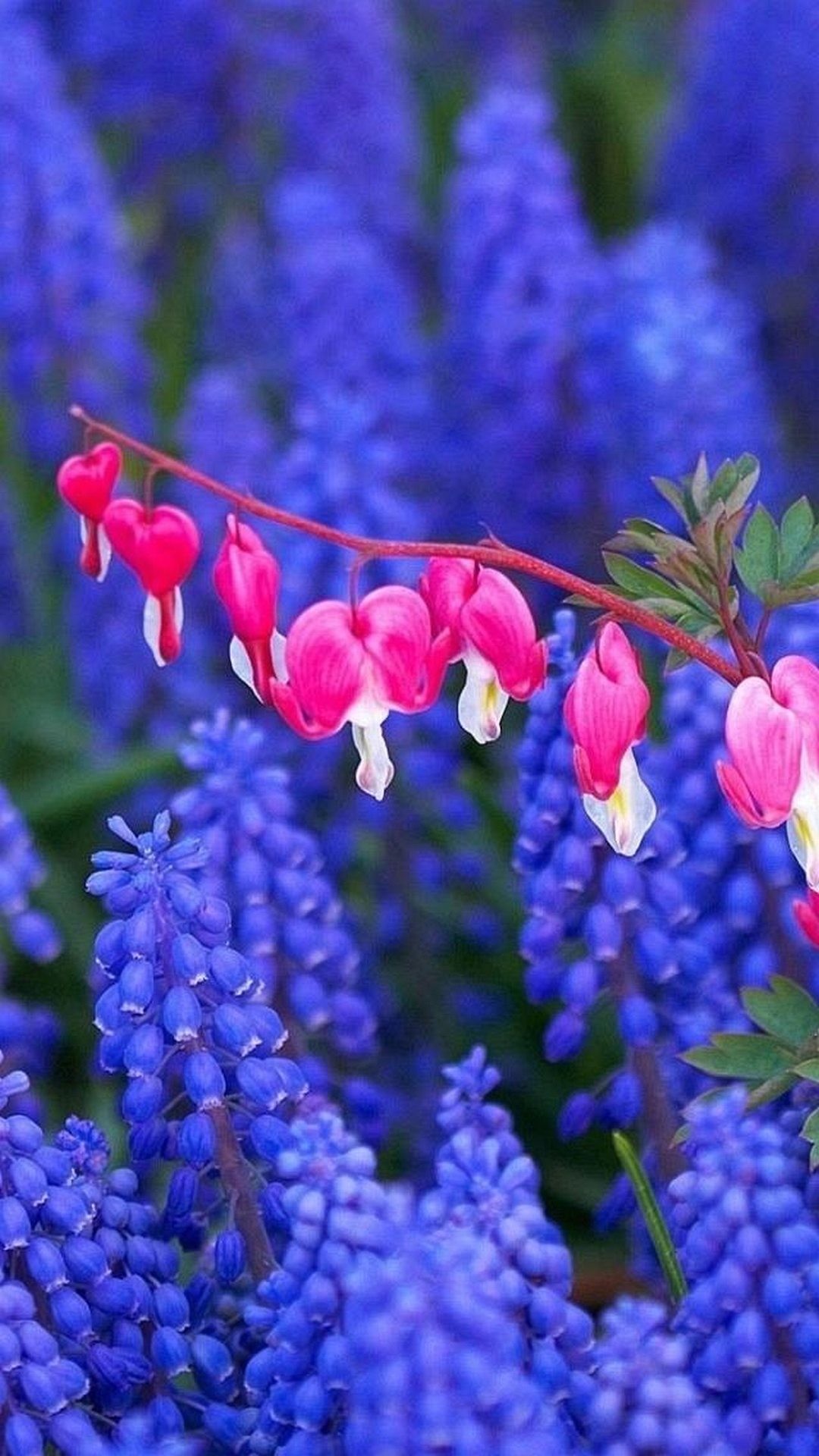 Cuore sanguinante, Muscari, Fiori blu, 1080x1920, schermata di blocco iPhone