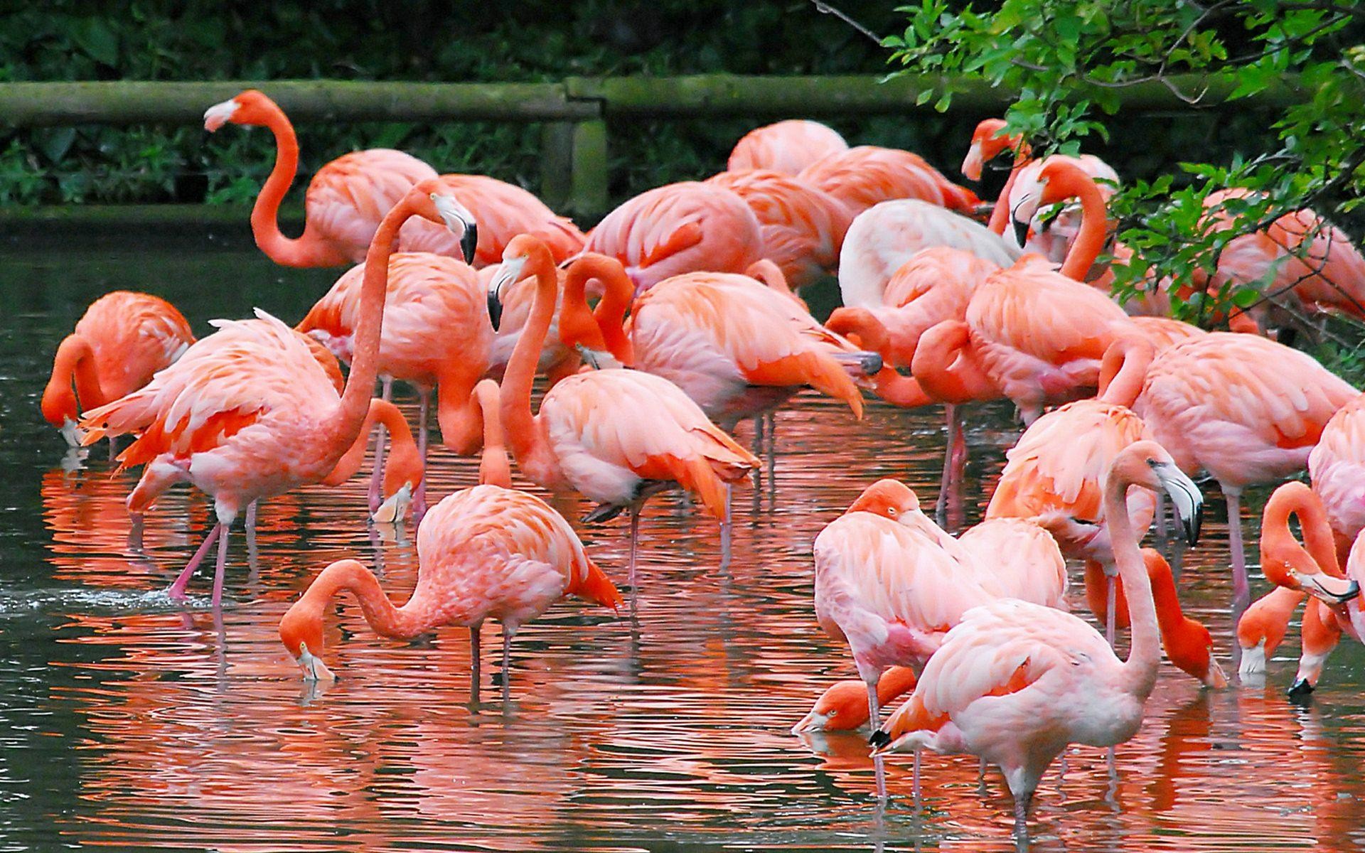Fenicotteri americani, Stormo, Stagno, Riflesso, Full HD, sfondo per PC e portatile