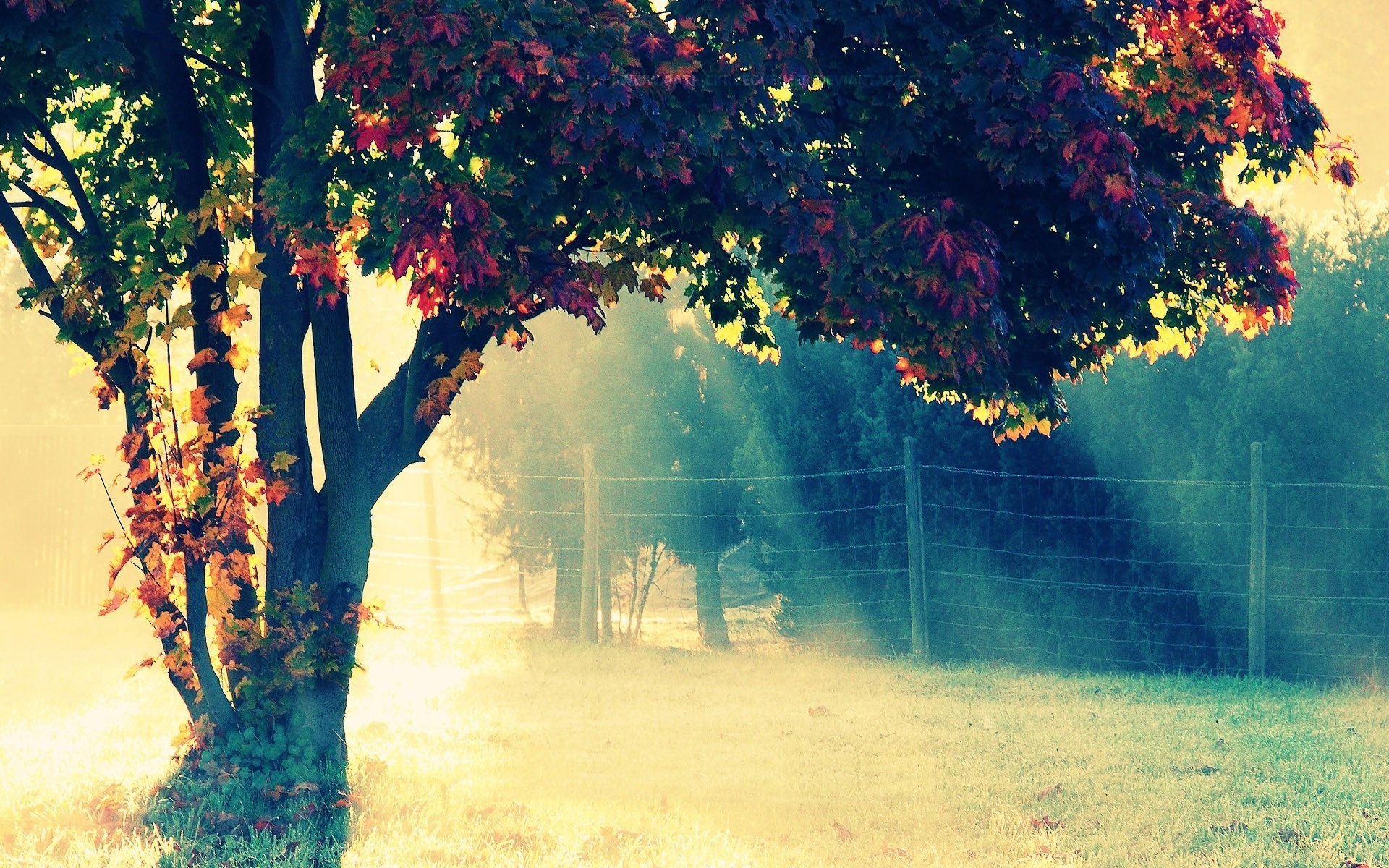 Albero, Raggi di sole, Autunno, Stile vintage, sfondo Full HD per desktop