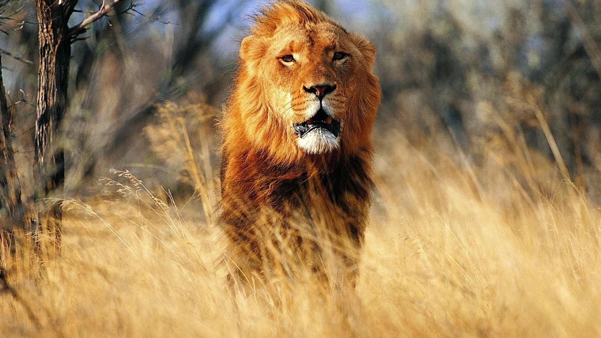 Leone, Erba secca, Savana, Fauna selvatica, Full HD, sfondo Windows 11