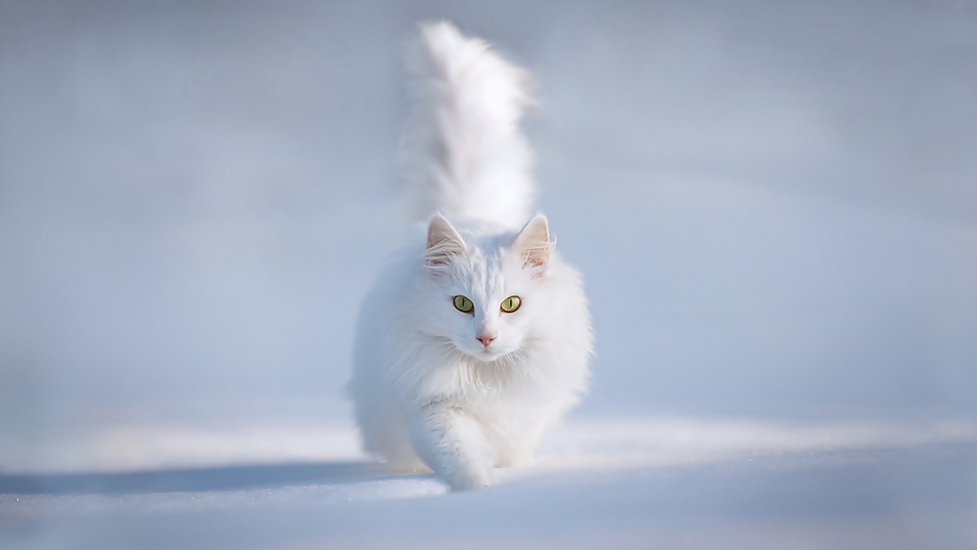Gatto bianco, Corsa, Neve, Occhi gialli, 1920x1080, sfondo per PC