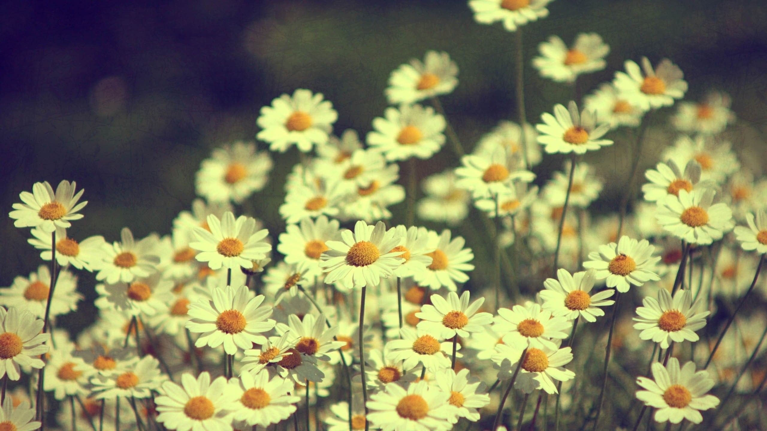 Margherite, Fiori, Effetto retrò, 16:9 2K, wallpaper widescreen