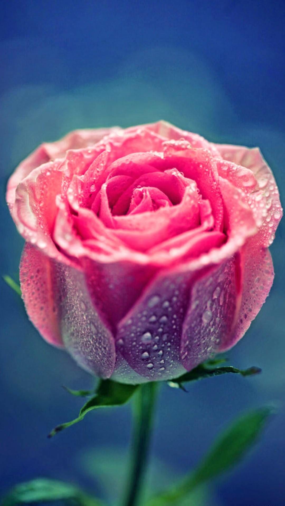 Rosa rosa, Gocce d'acqua, Sfondo blu, Bocciolo, 1080x1920, schermata di blocco iPhone