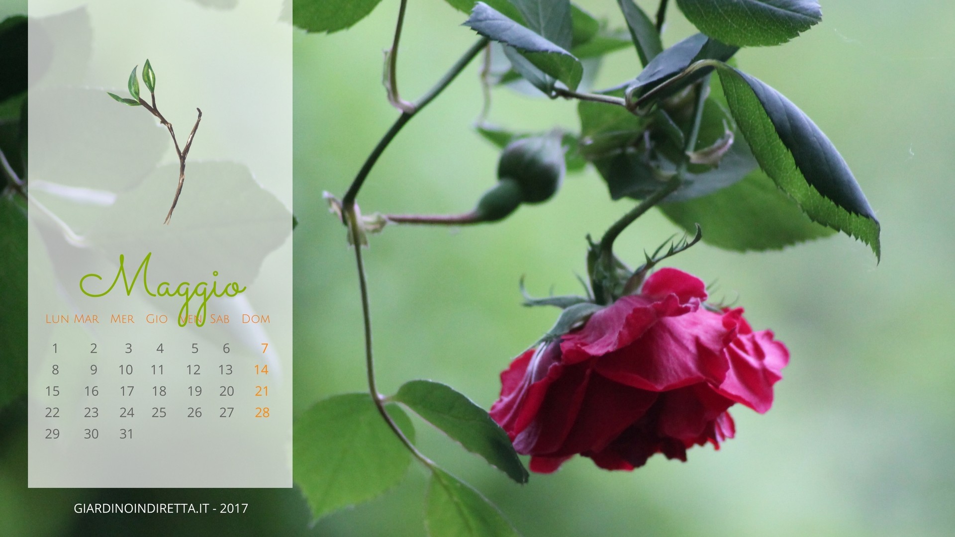 Calendario maggio 2017, Rosa rossa, Giardino, Verde, Full HD, sfondo per portatile