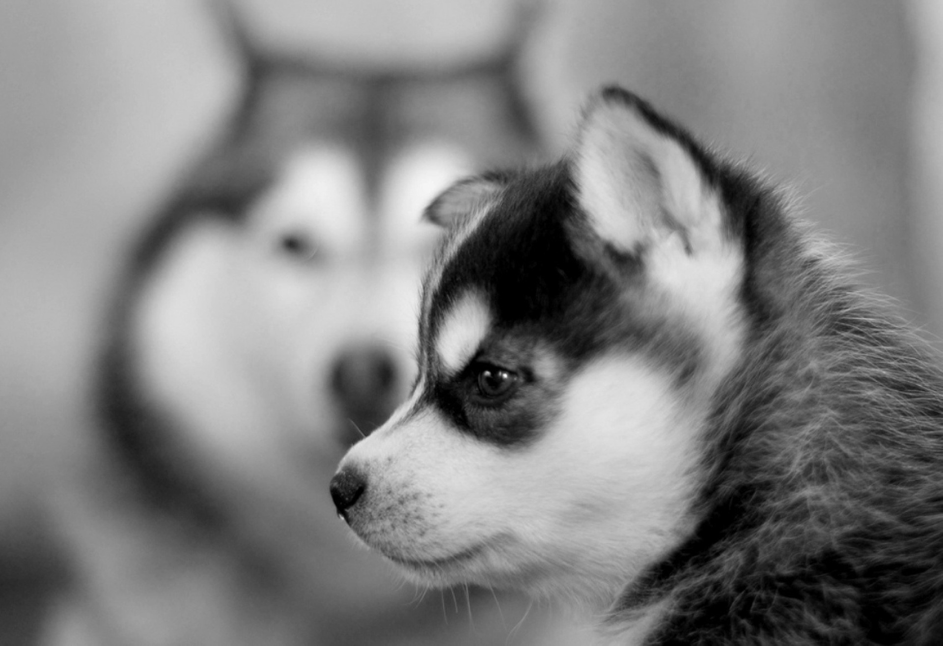 Husky siberiano, Cucciolo, Bianco e nero, Full HD, sfondo per PC e portatile