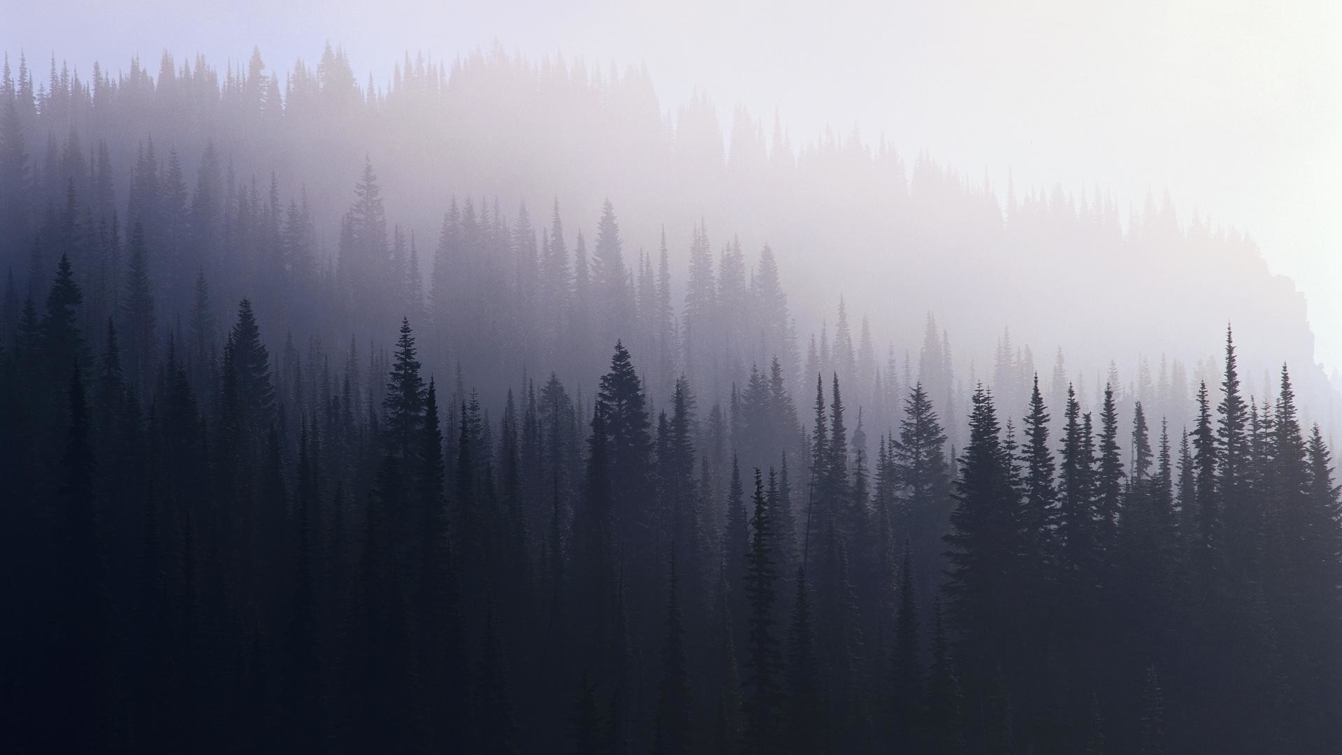 Foresta, Nebbia, Abeti, Toni freddi, 16:9 Full HD, sfondo widescreen