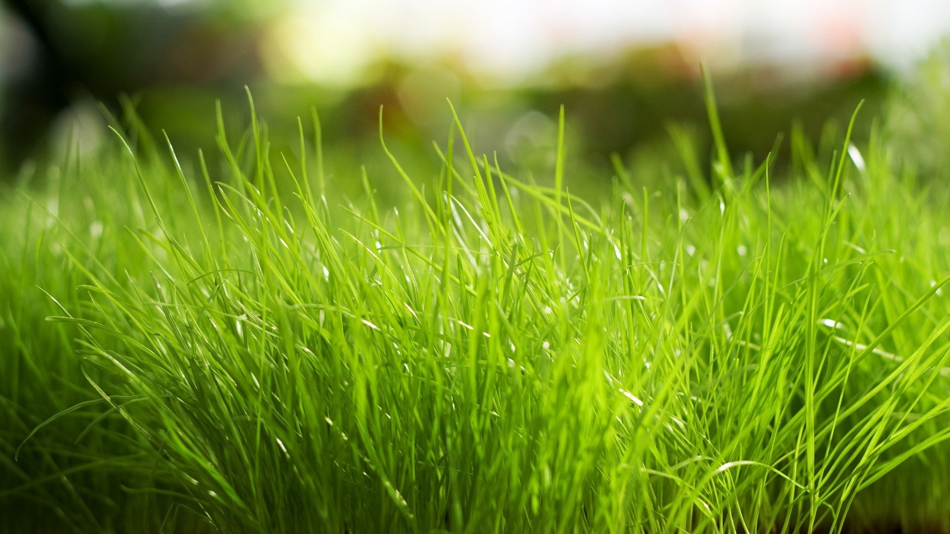 Erba alta, Primo piano, Sfocato, Verde, Full HD, wallpaper per portatile