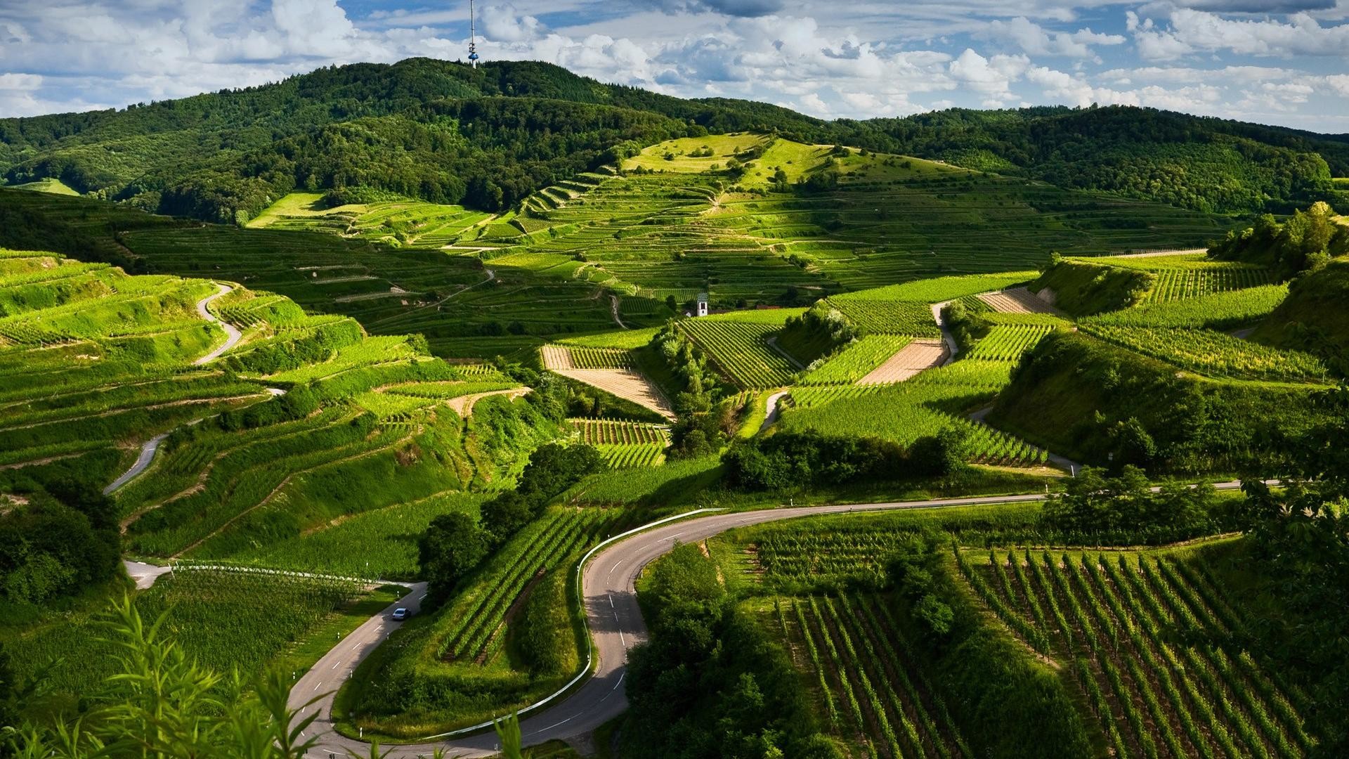 Vigneti, Colline, Strada, Verde, 16:9 Full HD, sfondo widescreen