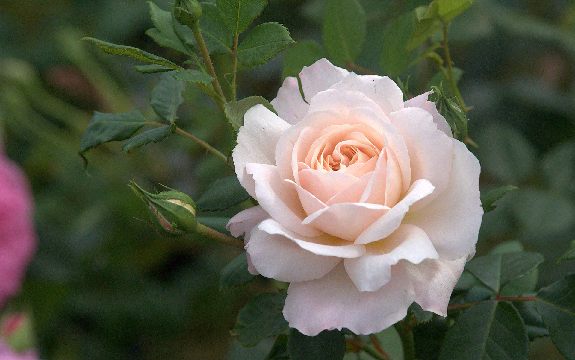 Rosa bianca, Cespuglio, Giardino, Fiore singolo, Full HD, sfondo per PC e portatile