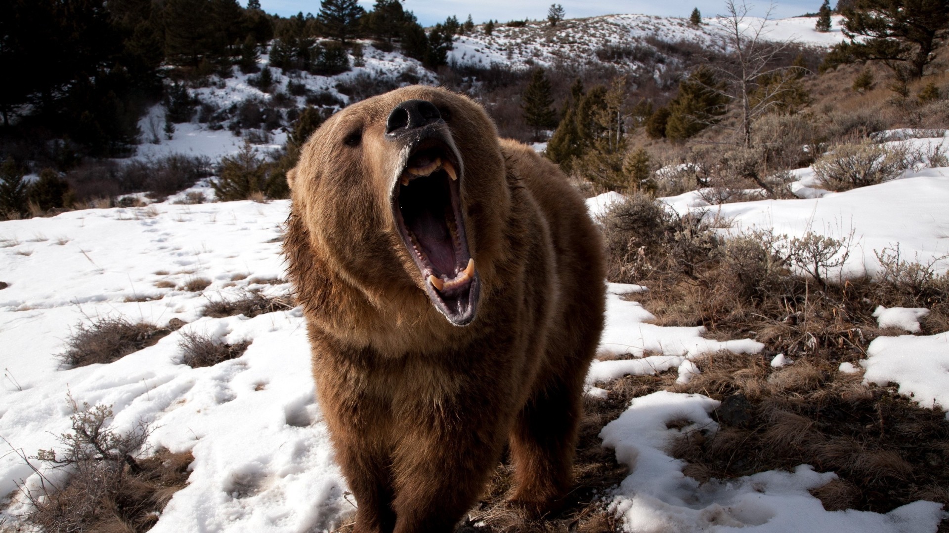 Grizzly, Ruggito, Neve, Bocca aperta, 1920x1080, immagine di sfondo