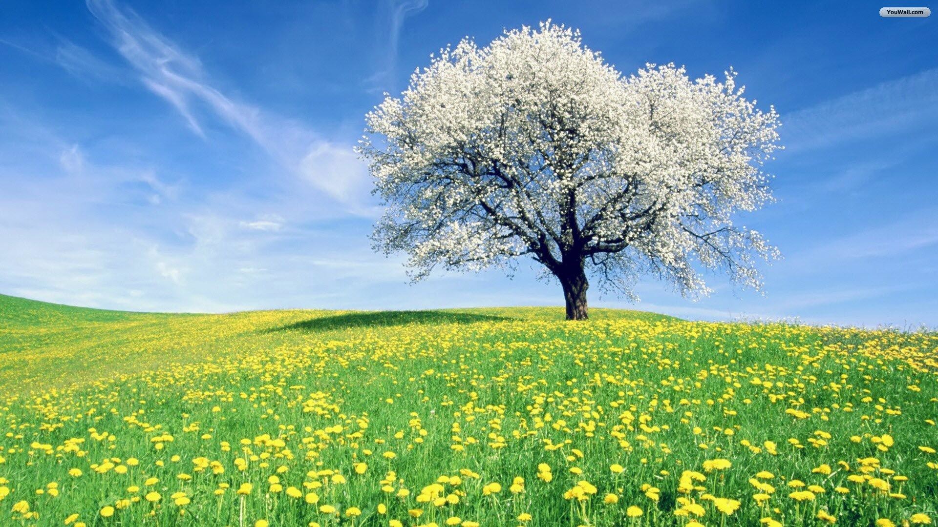Albero in fiore, Prato, Denti di leone, Primavera, Full HD, sfondo desktop