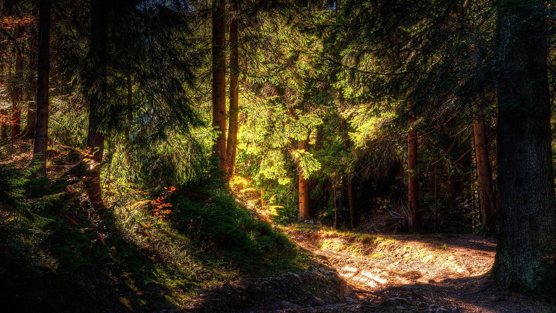 Foresta, Sentiero, Luce del sole, Alberi, Full HD, sfondo per PC e portatile