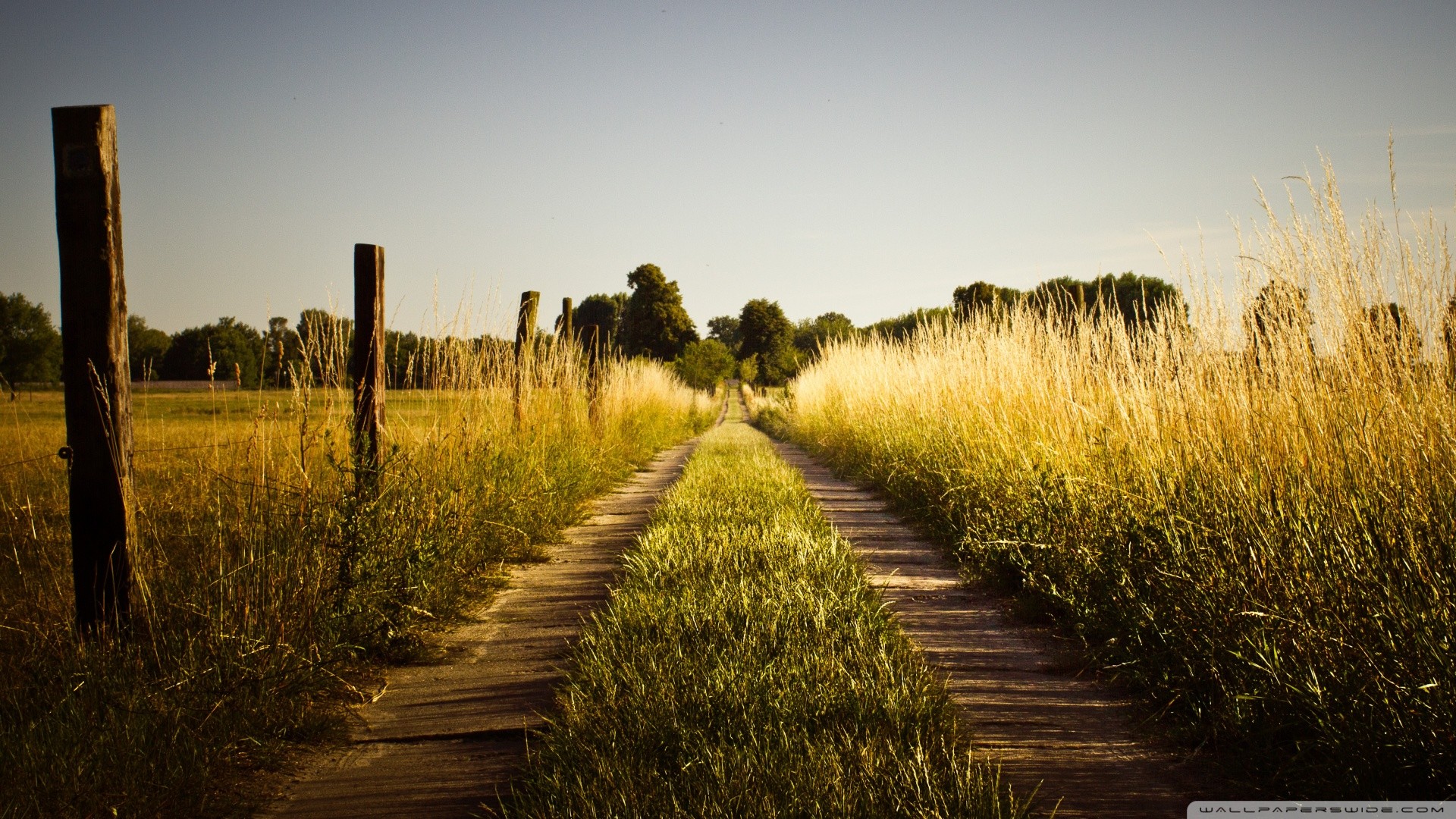 Sentiero, Campo di grano, Steccato, Campagna, Full HD, wallpaper per portatile