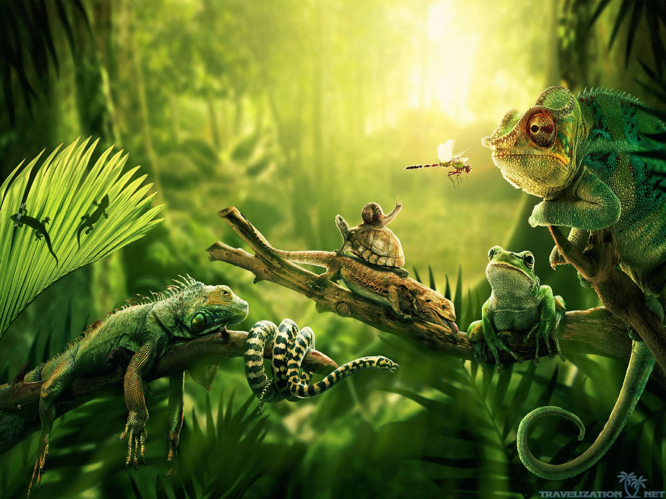 Camaleonte, Iguana, Rana, Libellula, Arte digitale, 2K, schermata di blocco iPad
