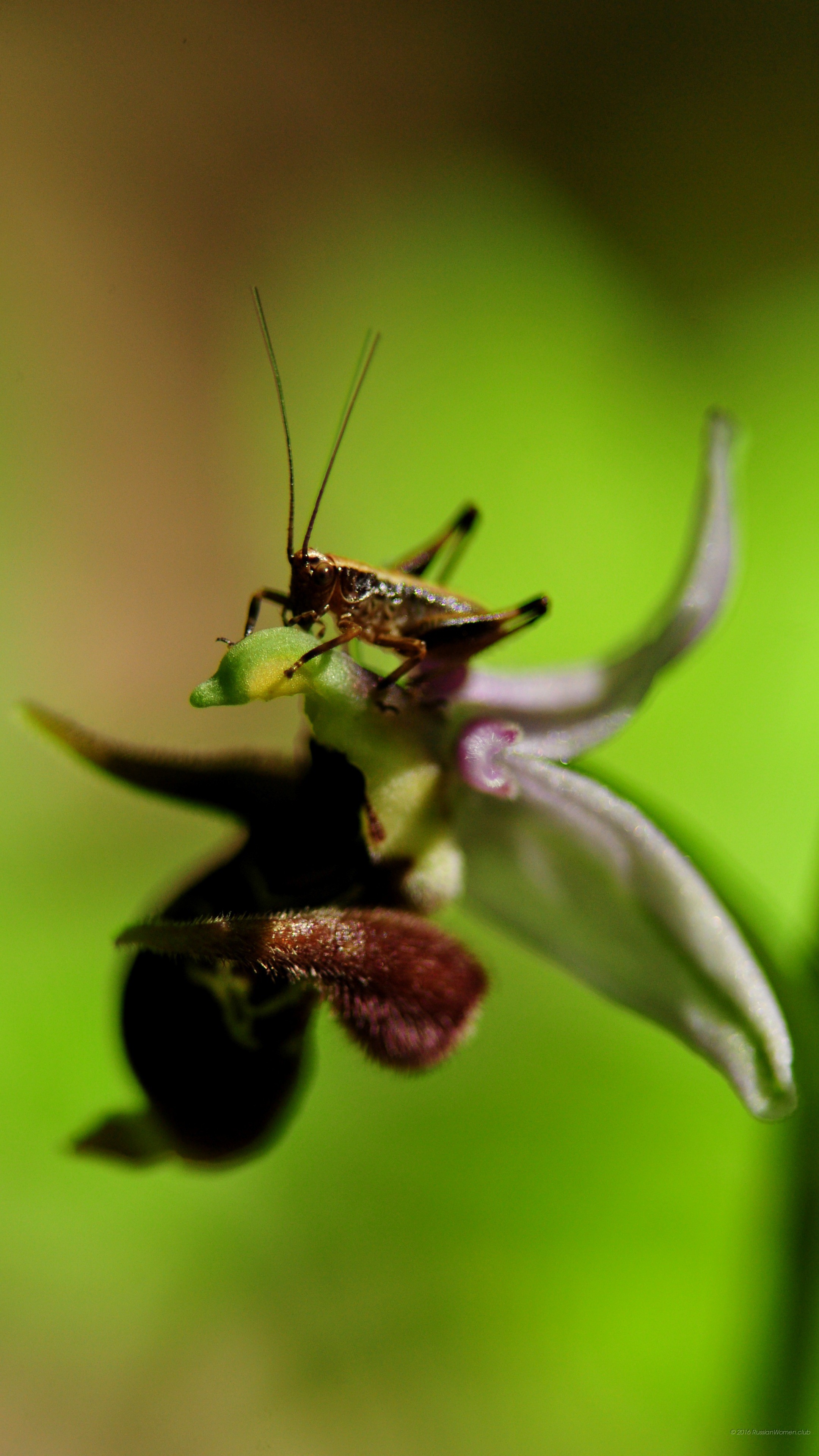 Cavalletta, Orchidea, Macro, Verde, QHD+, sfondo per cellulare