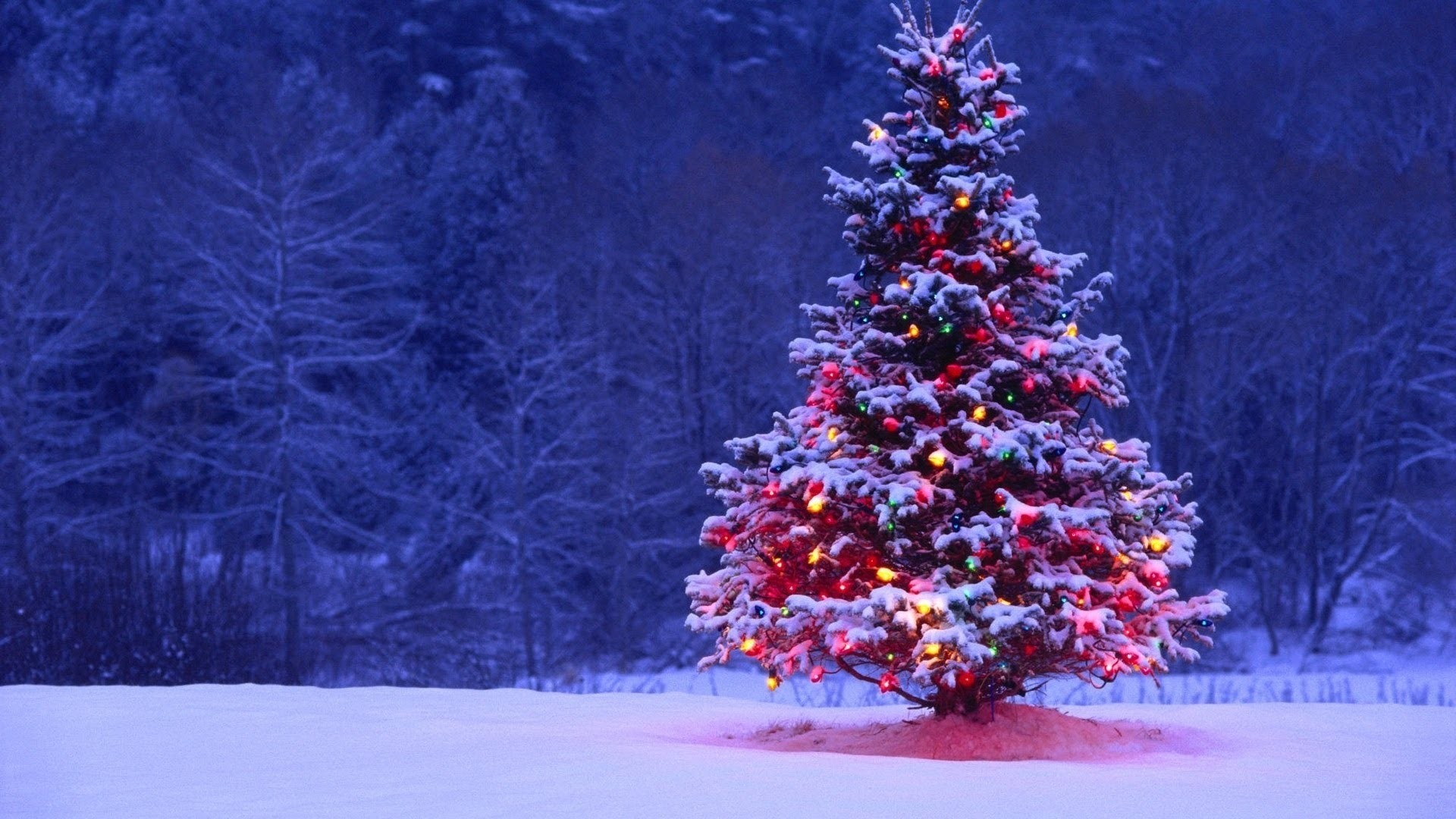 Albero di Natale, Neve, Bosco, Notte, Full HD, sfondo per PC