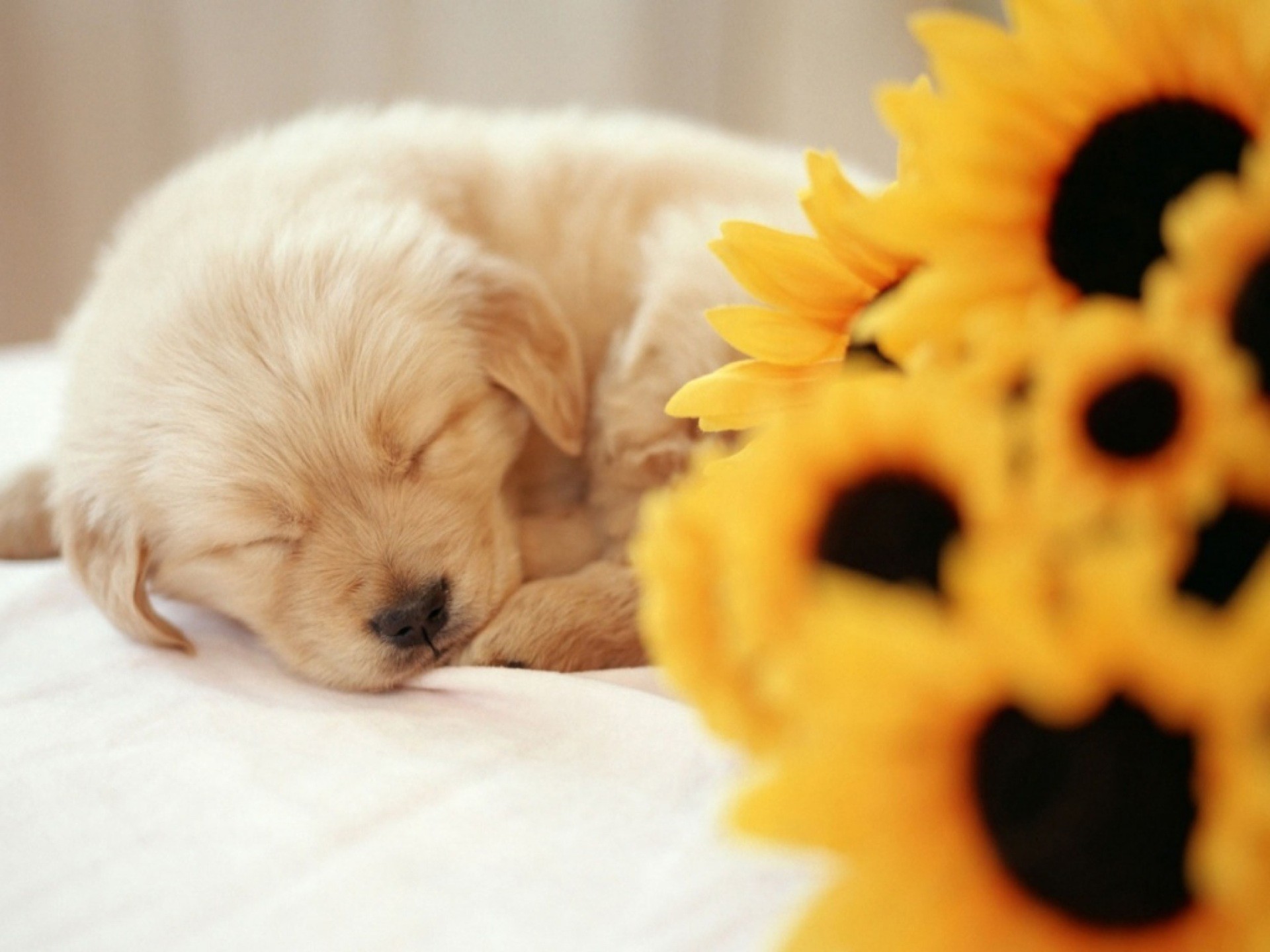 Cucciolo di golden retriever, Girasoli, Sonno, Tenerezza, Full HD, schermata di blocco iPad