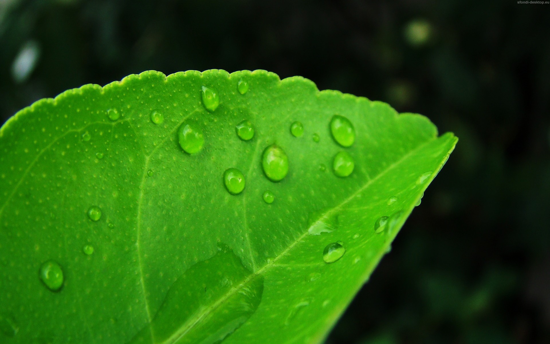 Foglia, Gocce d'acqua, Macro, Verde, 1920x1200, wallpaper desktop