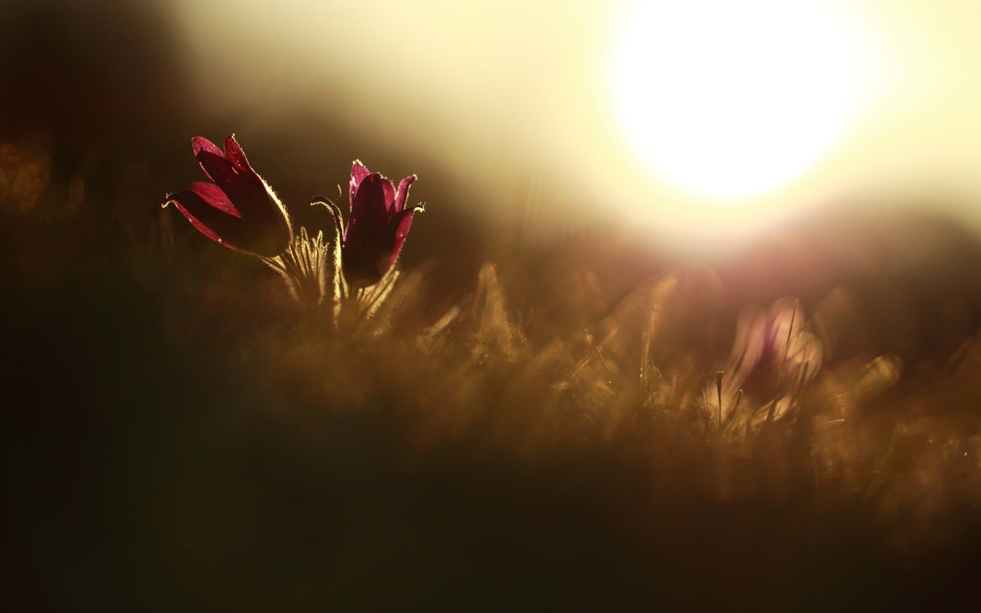 Pulsatilla, Tramonto, Controluce, 1920x1200, sfondo MacBook Pro