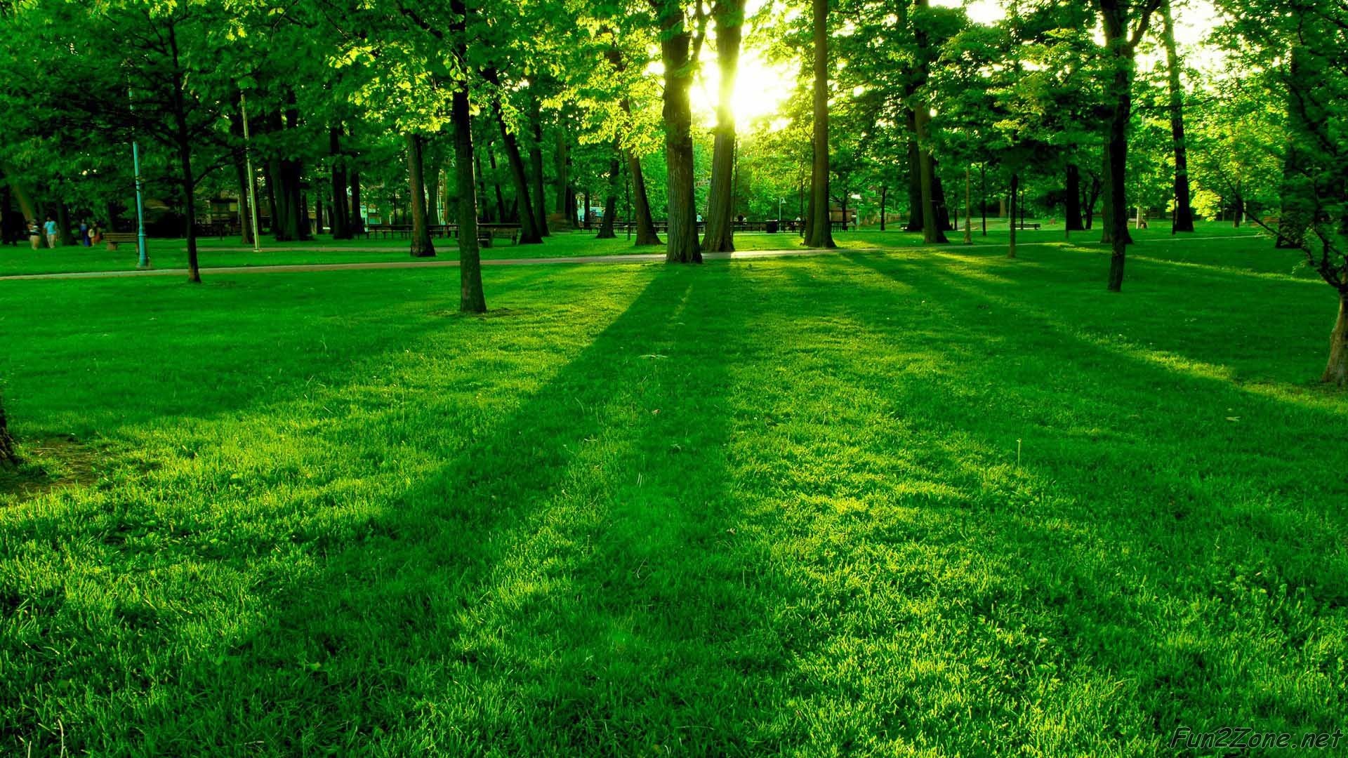 Parco, Prato verde, Alberi, Luce del sole, 16:9 Full HD, sfondo widescreen